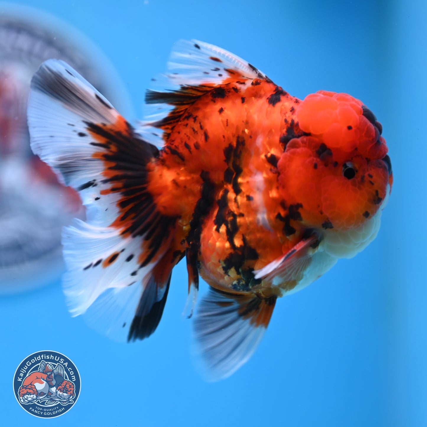Tiger Rose Tail Oranda 3.5 inches Body - Male (250307_OR01)