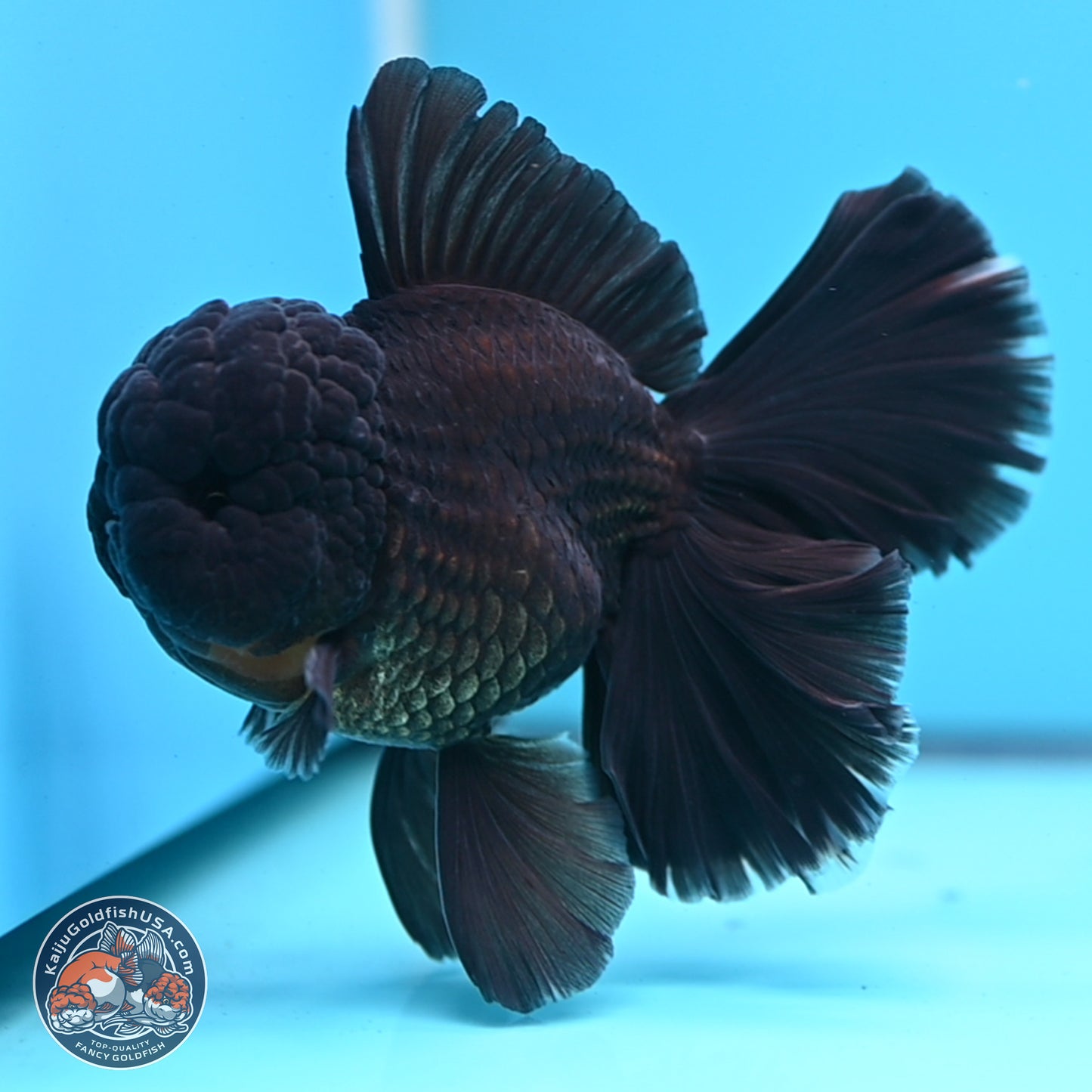 Black Orchid Tail Oranda 3.5 inches Body - Male (250314_OR01)
