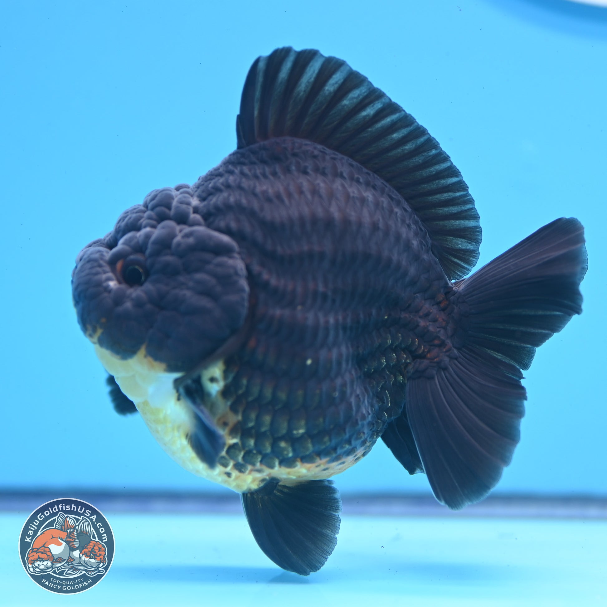 Kirin YuanBao Oranda 3.5 inches Body - Male (241227_OR01) - Kaiju Goldfish USA