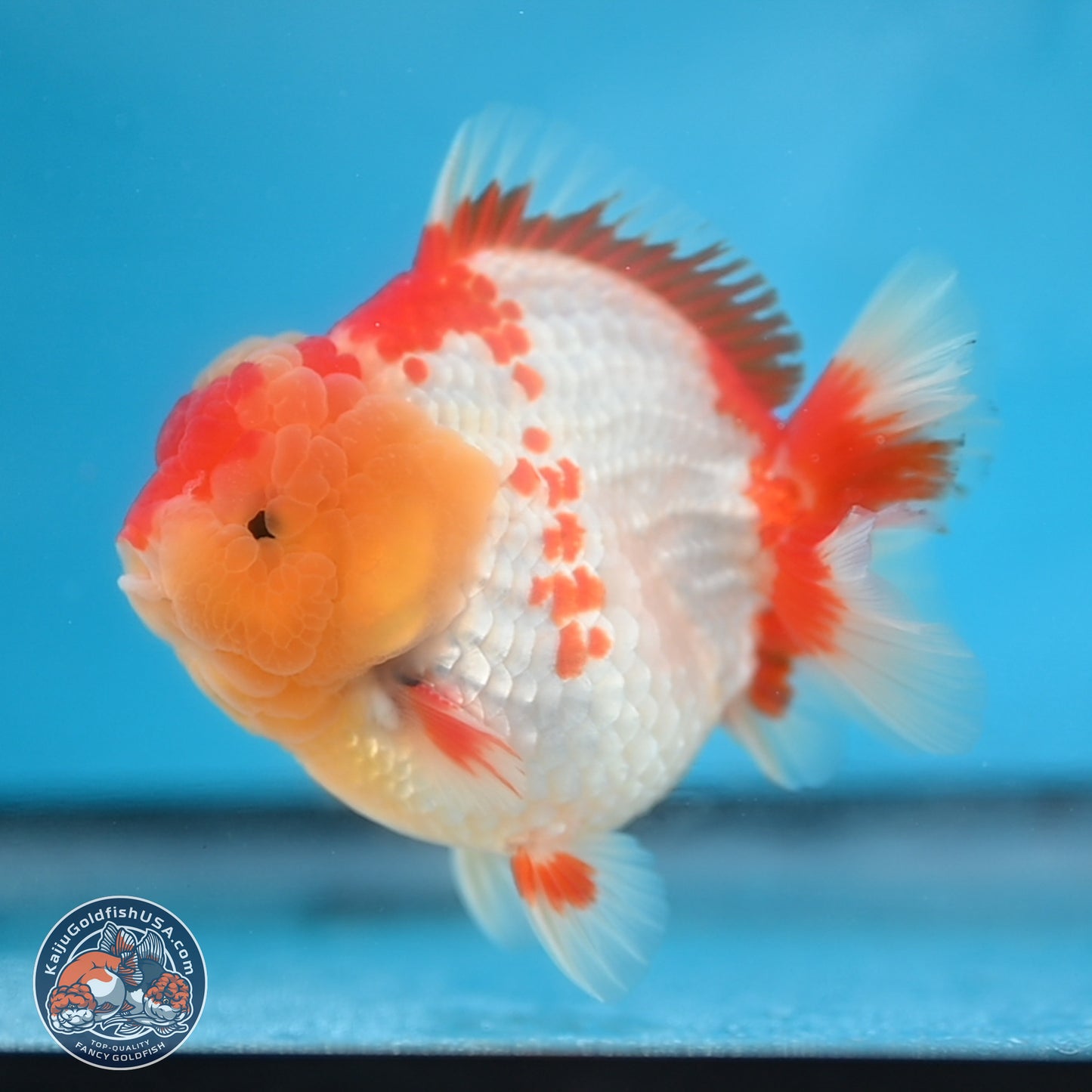 Red White YuanBao Oranda 3.8 inches Body - Male (250131_OR01)