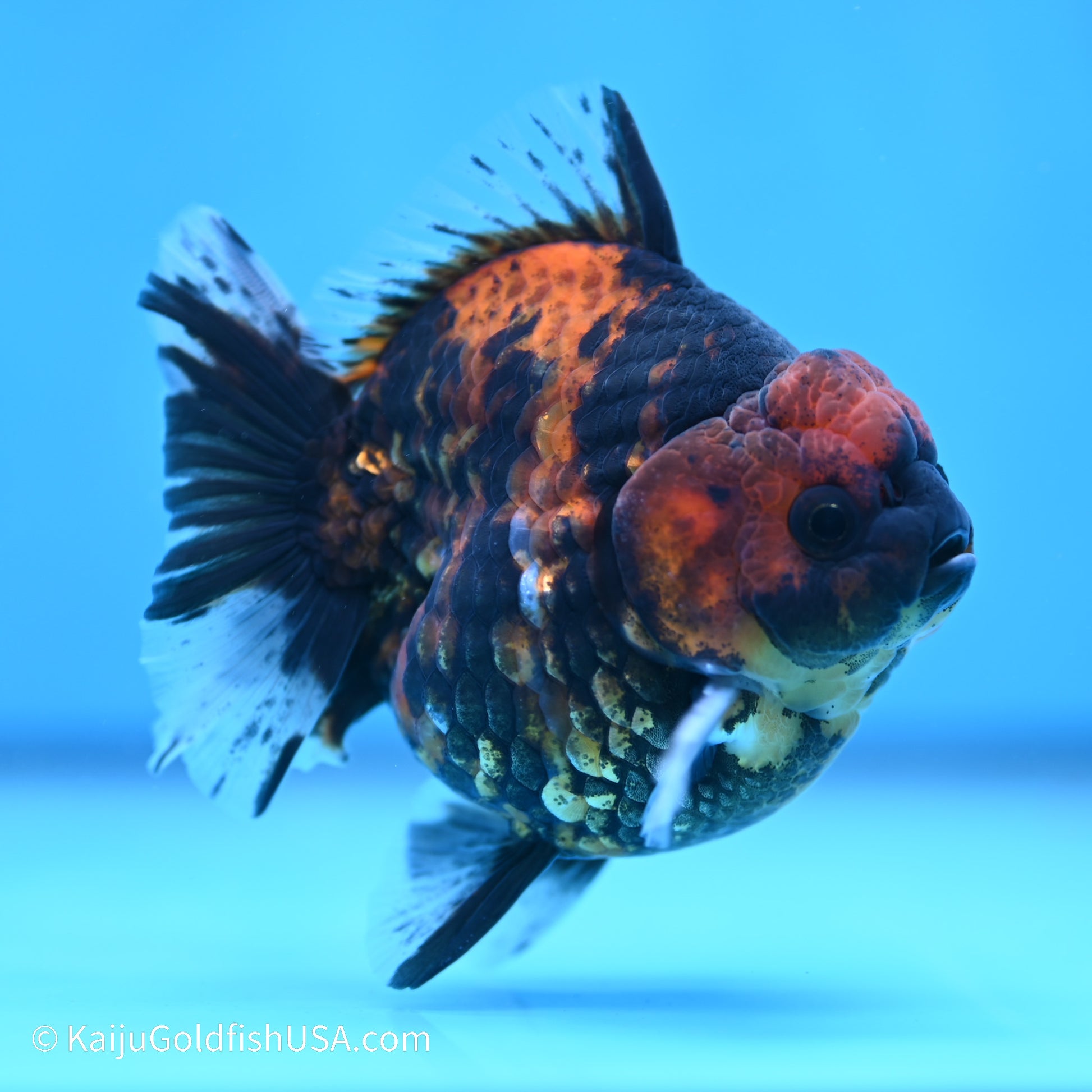 Tiger YuanBao Oranda 4 inches (240517_OR01) - Kaiju Goldfish USA