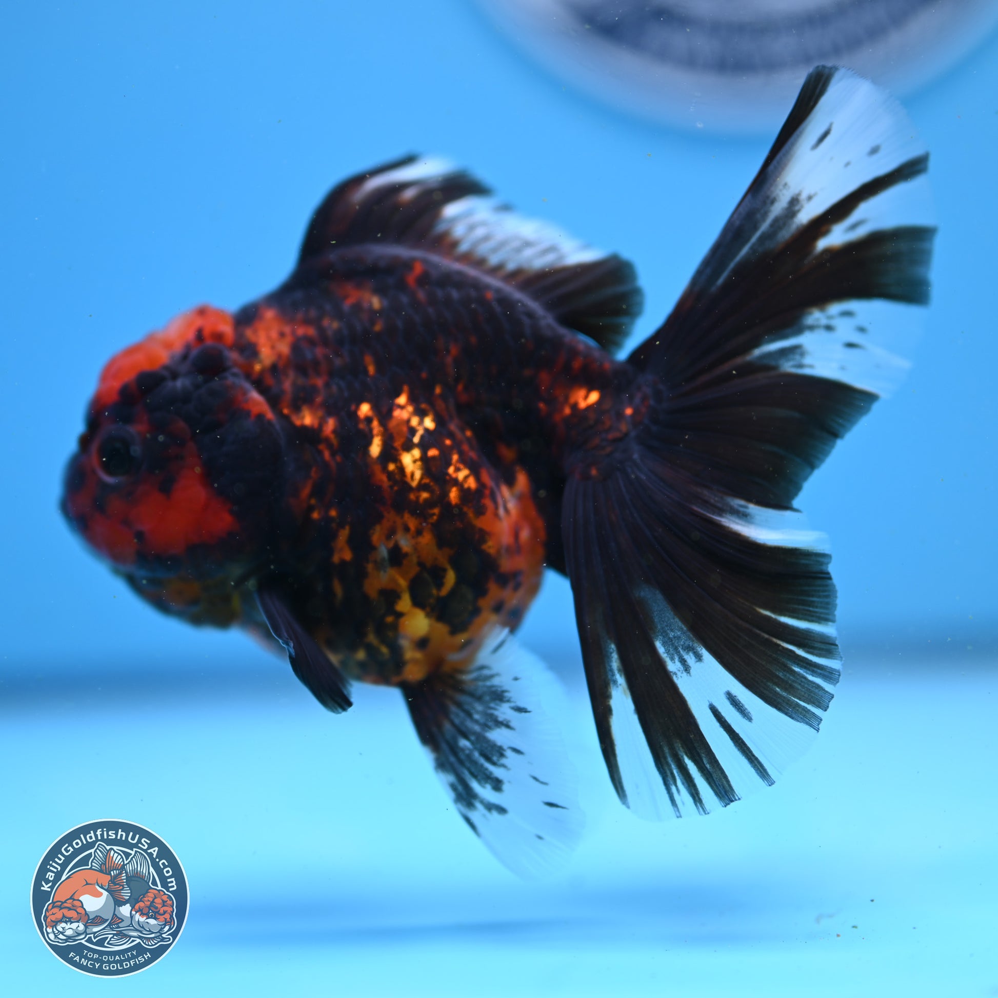 Tiger Rose Tail Oranda 3.5in Body (240830_OR01) - Kaiju Goldfish USA