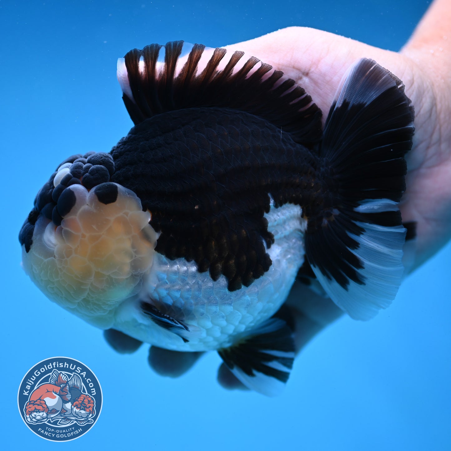 AAA Grade Panda Oranda 4.5 inch Body (250912_OR01)