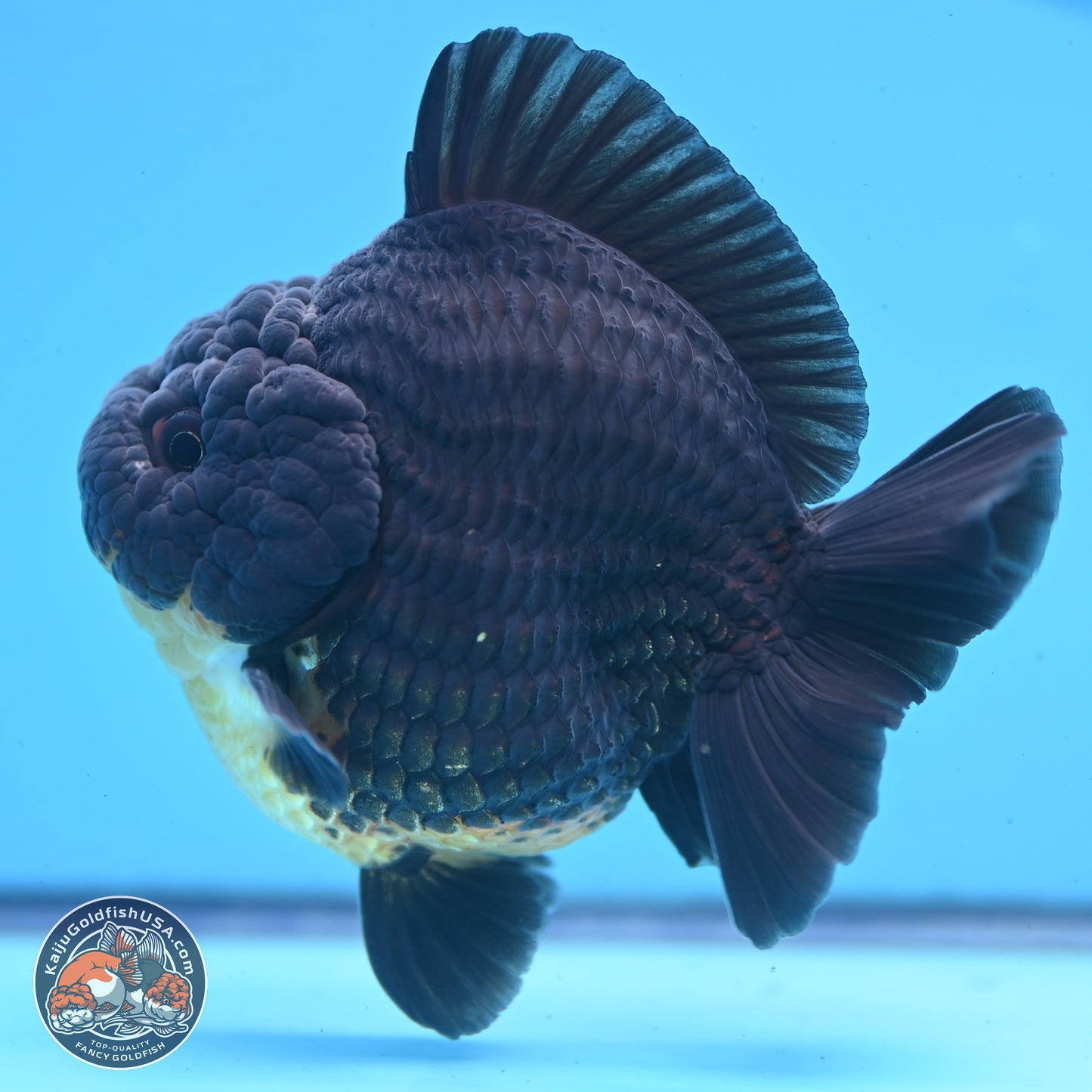 Kirin YuanBao Oranda 3.5 inches Body - Male (241227_OR01) - Kaiju Goldfish USA