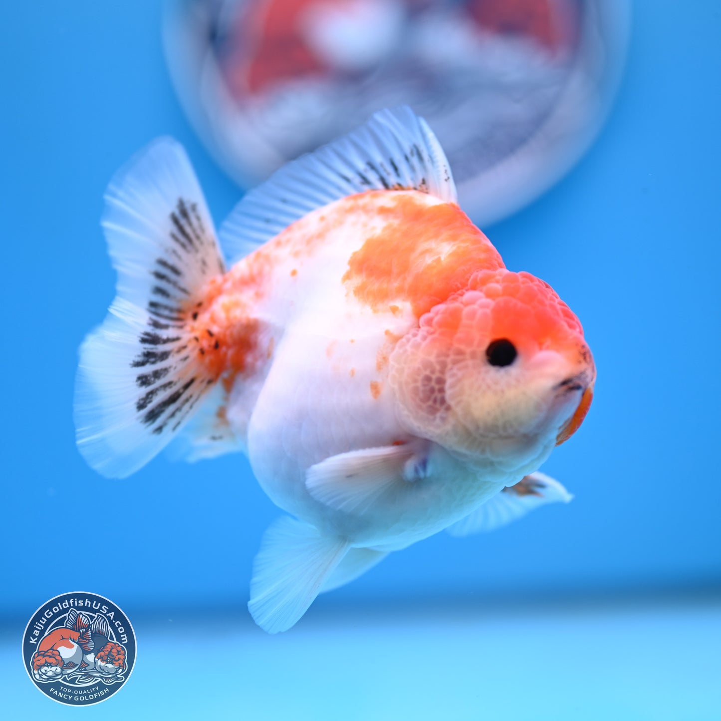 Sakura YuanBao Oranda 4 inches (241101_OR01) - Kaiju Goldfish USA