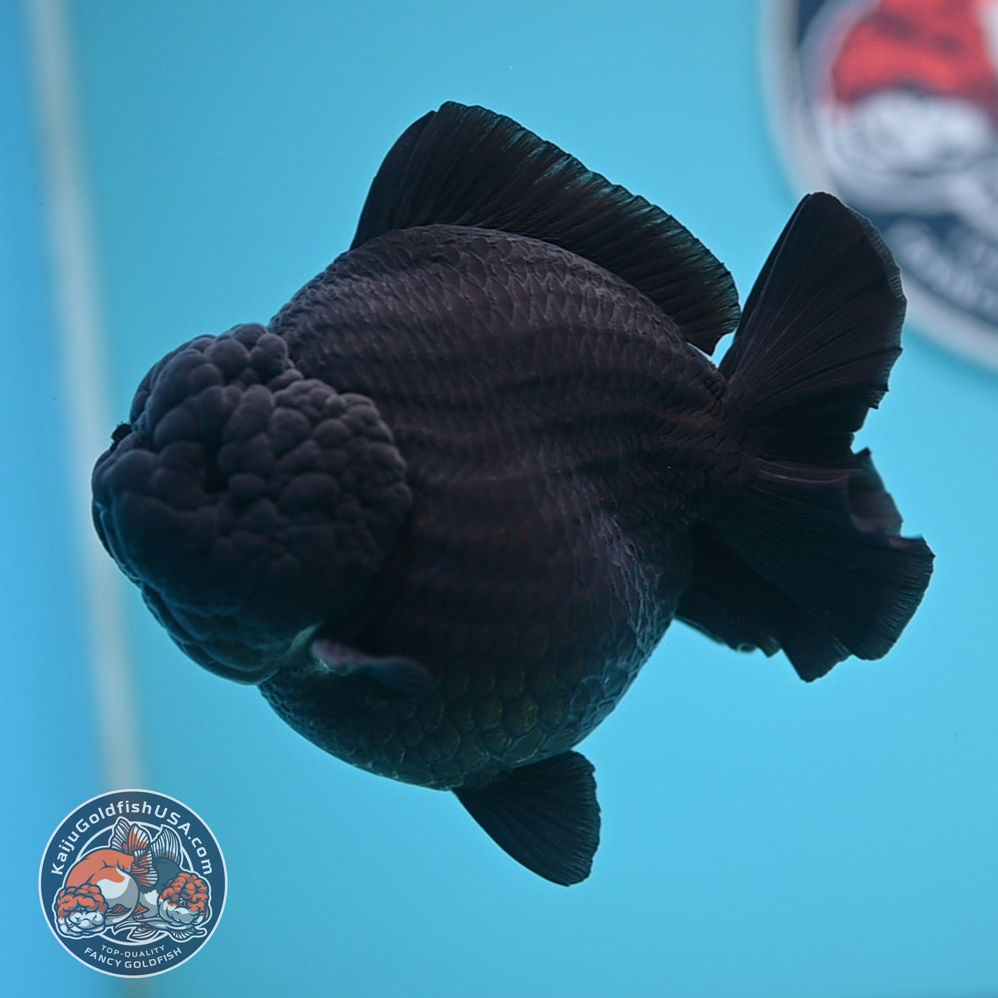 Show Grade - Jet Black Oranda 4 inches Body (250530_OR01)