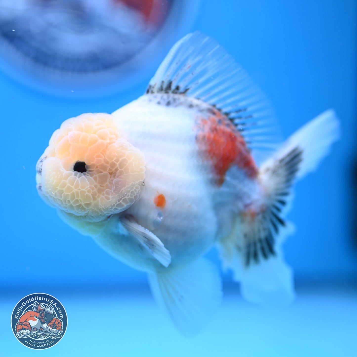 Tricolor Sakura Rose Tail Oranda 5 inches -Male (241129_OR01) - Kaiju Goldfish USA