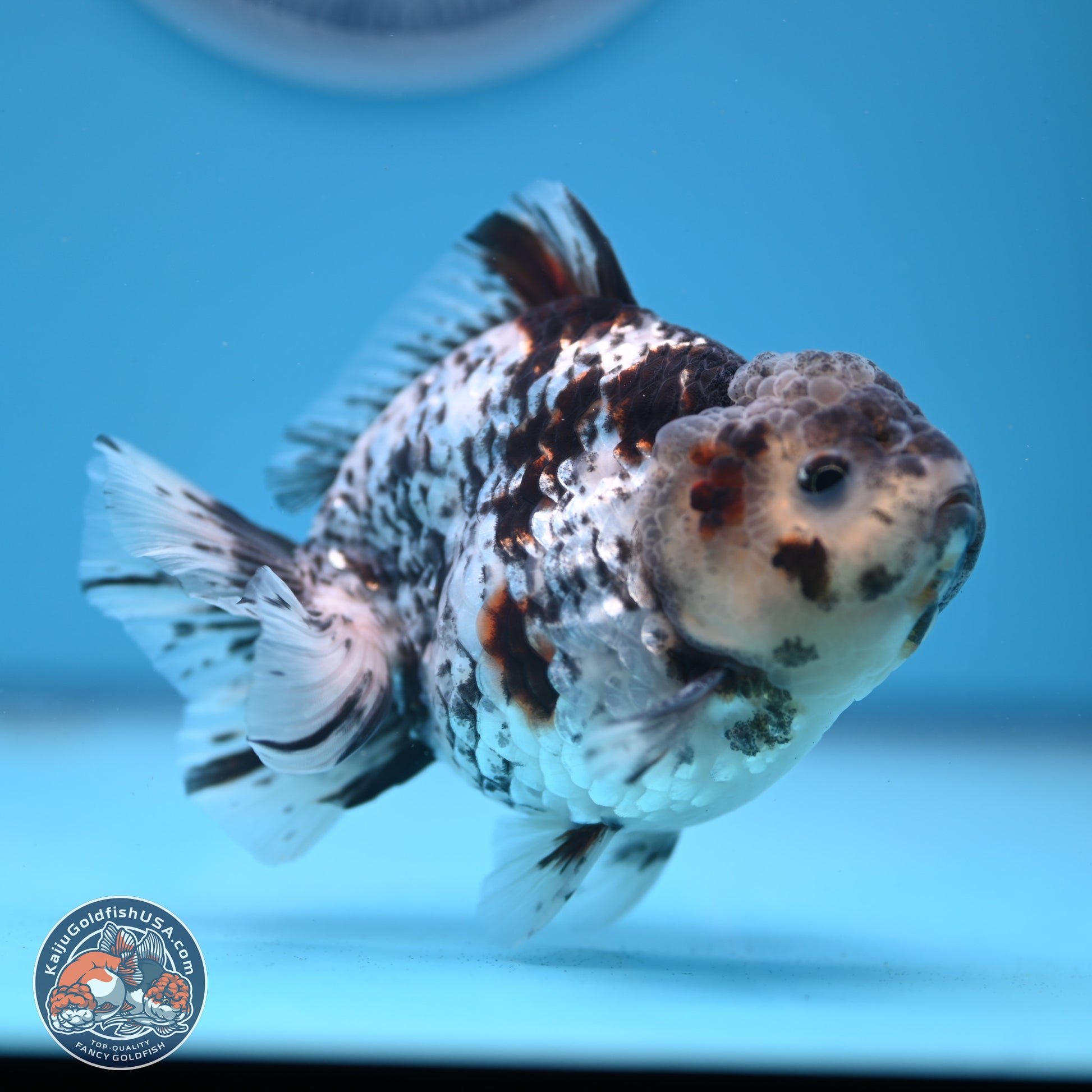 Blue Based Tiger YuanBao Oranda 3.7-4.5 inches (240920_OR01) - Kaiju Goldfish USA