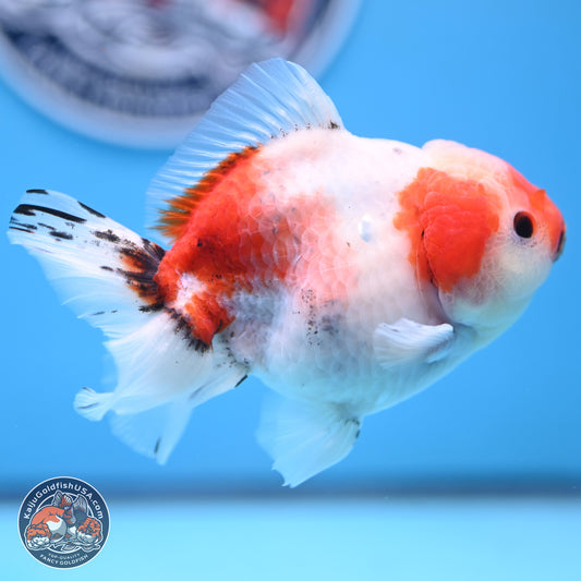 Tricolor Sakura Oranda 4 inches Body - Male (250117_OR01) - Kaiju Goldfish USA