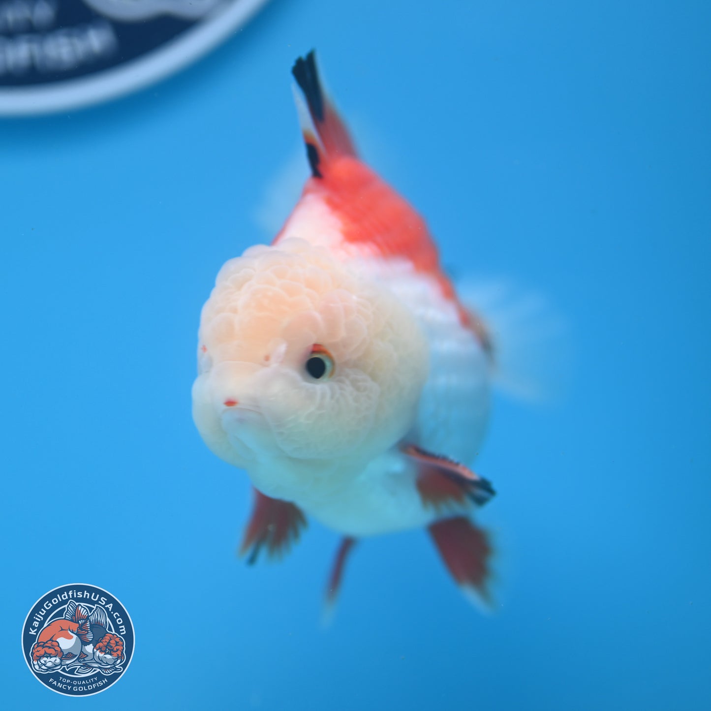 Tricolor YuanBao Oranda 4 inches - Male (241206_OR01) - Kaiju Goldfish USA