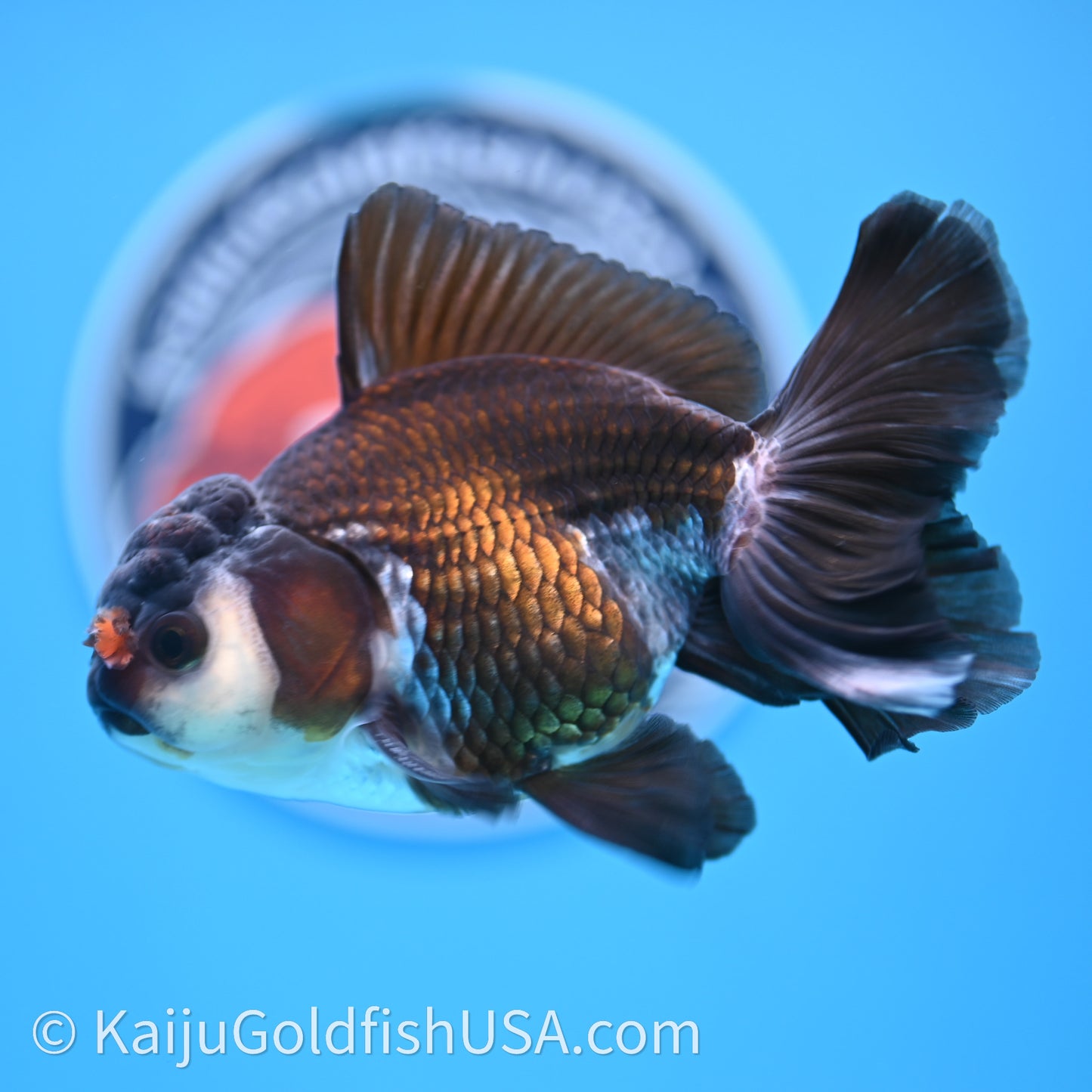 Tricolor Rose Tail Oranda 4in body (240726_OR01) - Kaiju Goldfish USA