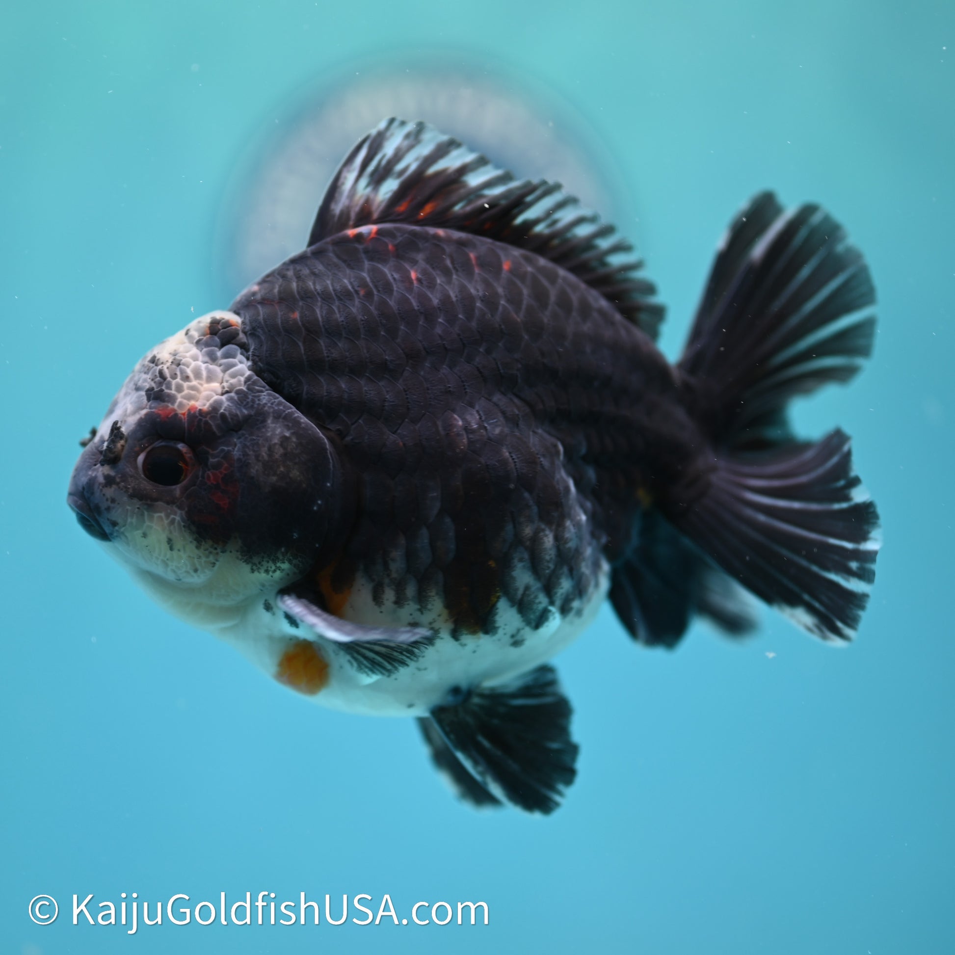 Shogun Godzilla Kirin Oranda 4in Body (240614_OR01) - Kaiju Goldfish USA