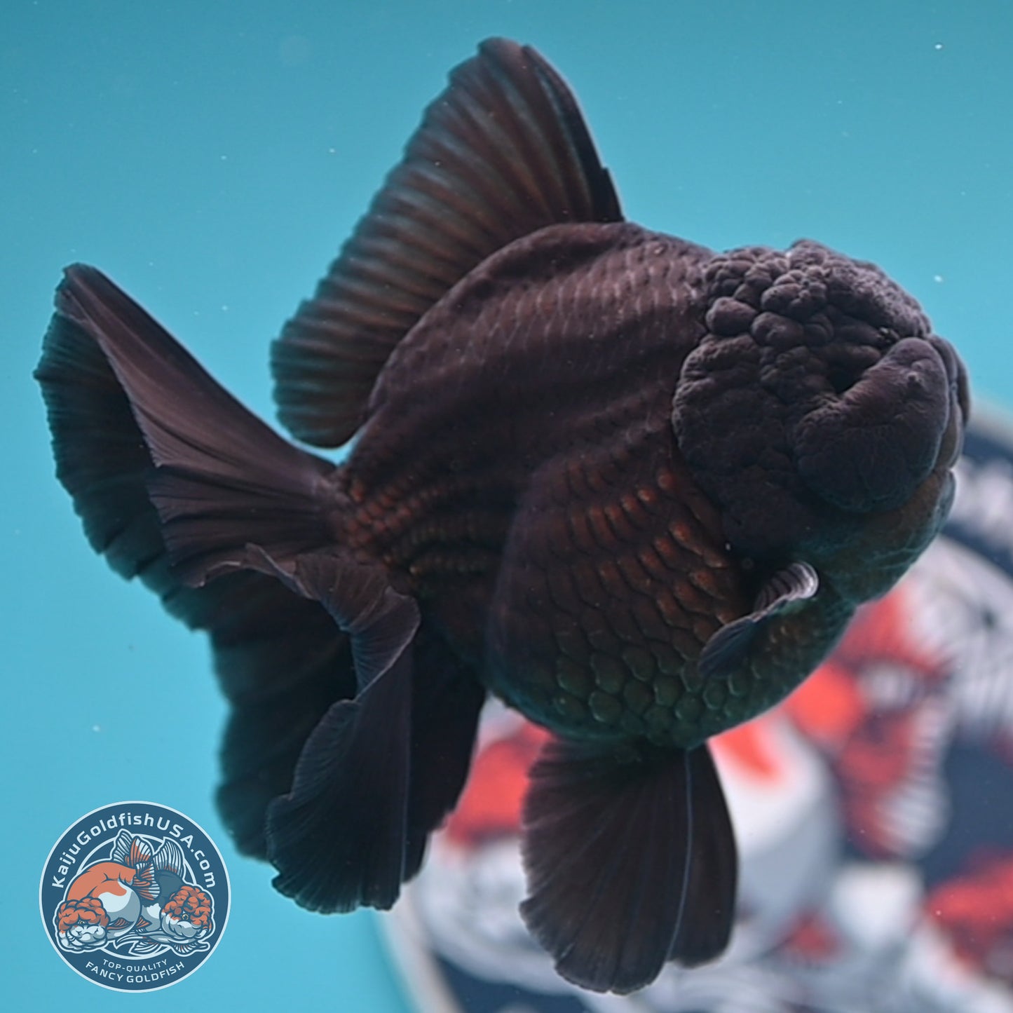 Shogun Jet Black Rose Tail Oranda 3.5 inches Body (250606_OR01)