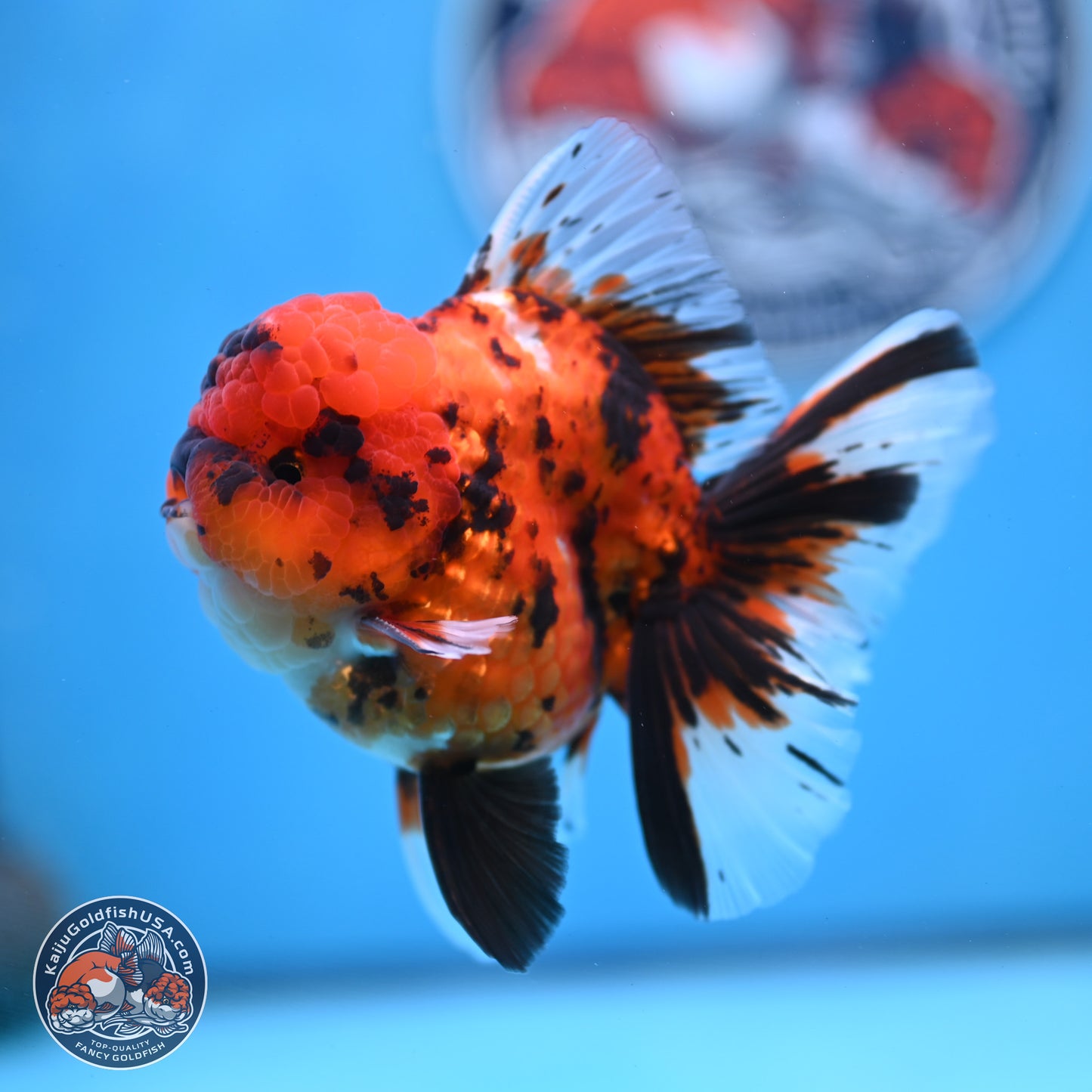 Tiger Rose Tail Oranda 3.5 inches Body - Male (250307_OR01)