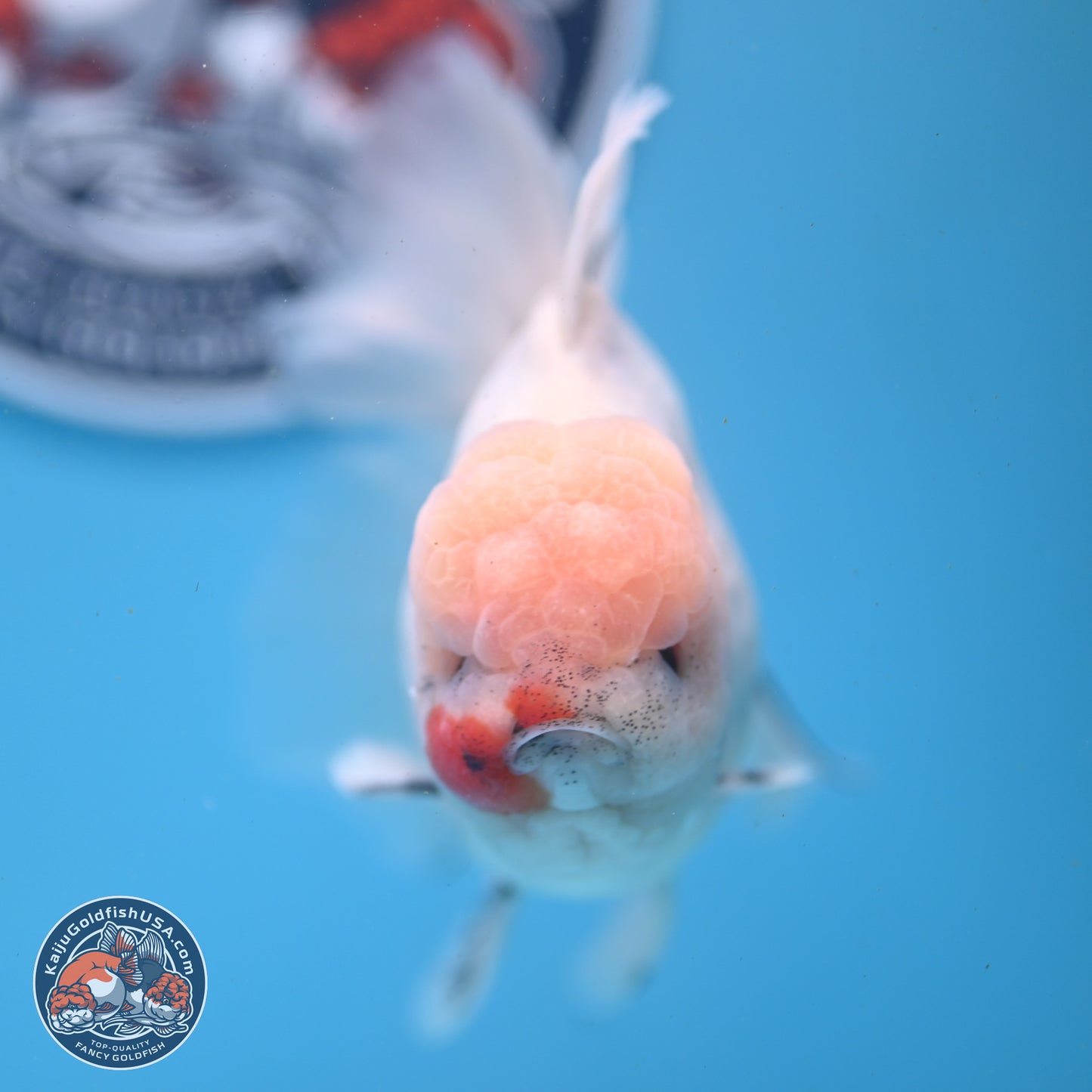 Calico Rose Tail Oranda 6 inches - Male (241122_OR01) - Kaiju Goldfish USA