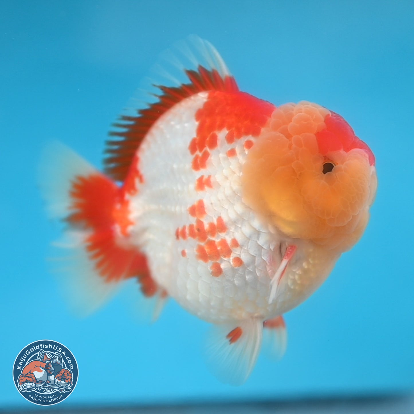 Red White YuanBao Oranda 3.8 inches Body - Male (250131_OR01)