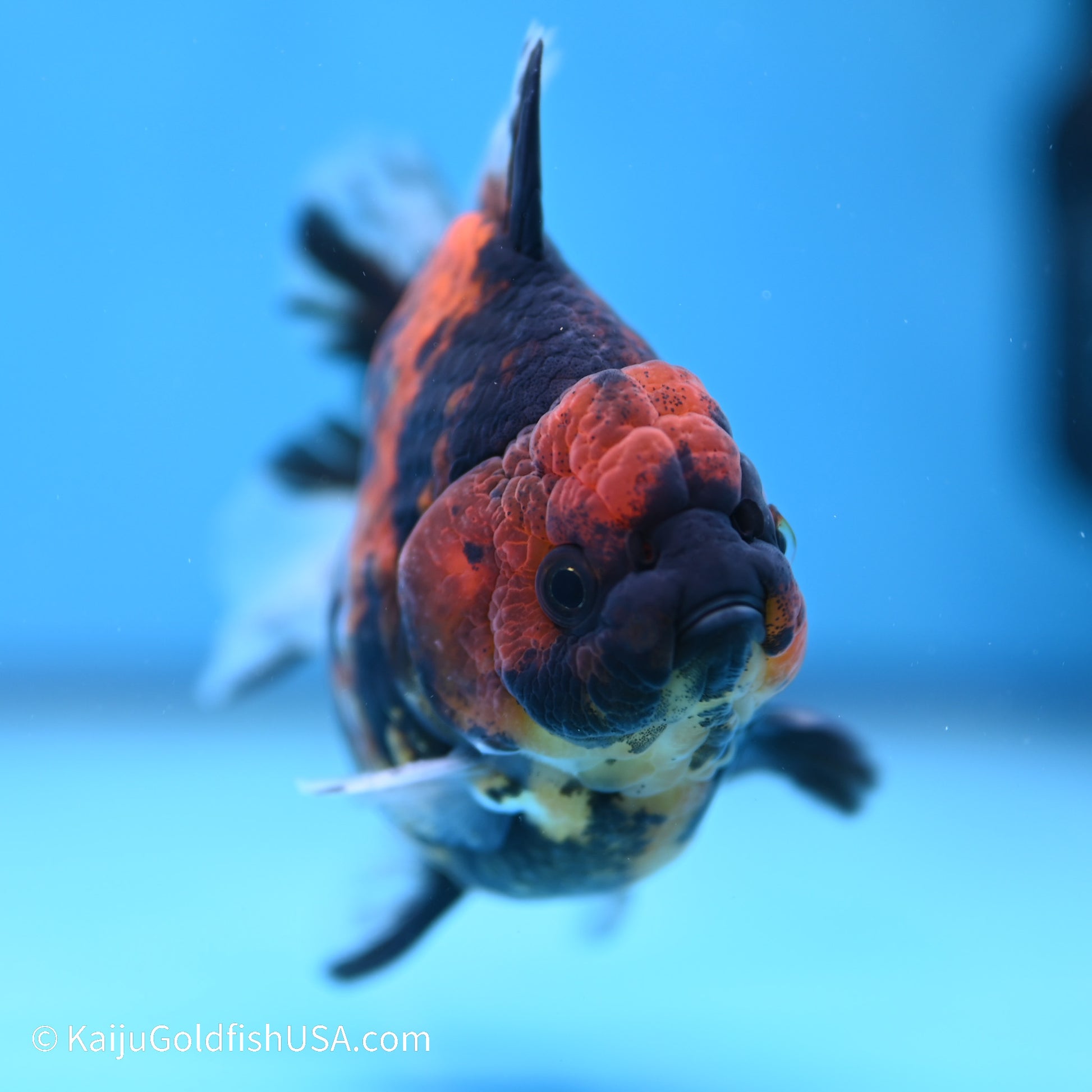 Tiger YuanBao Oranda 4 inches (240517_OR01) - Kaiju Goldfish USA