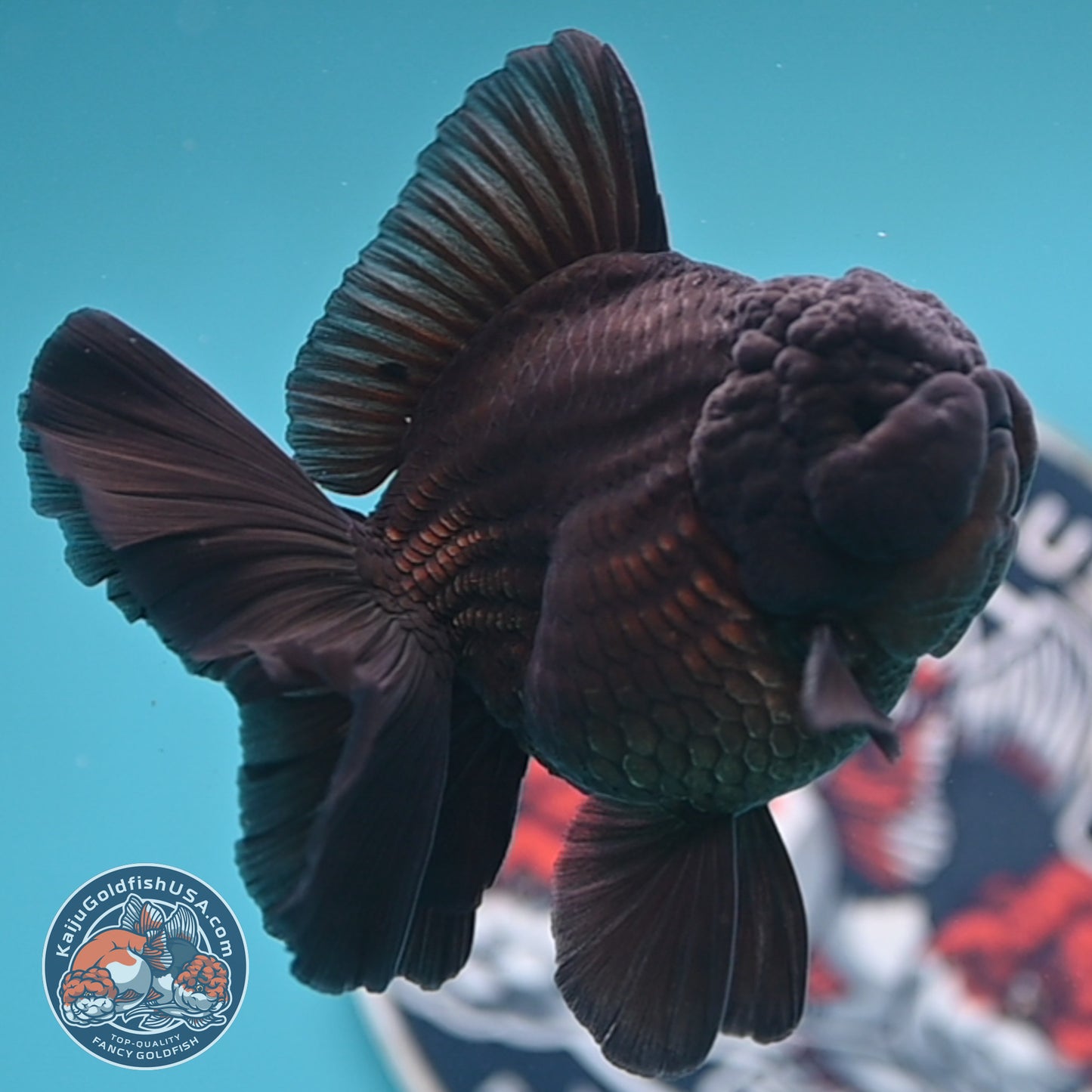 Shogun Jet Black Rose Tail Oranda 3.5 inches Body (250606_OR01)
