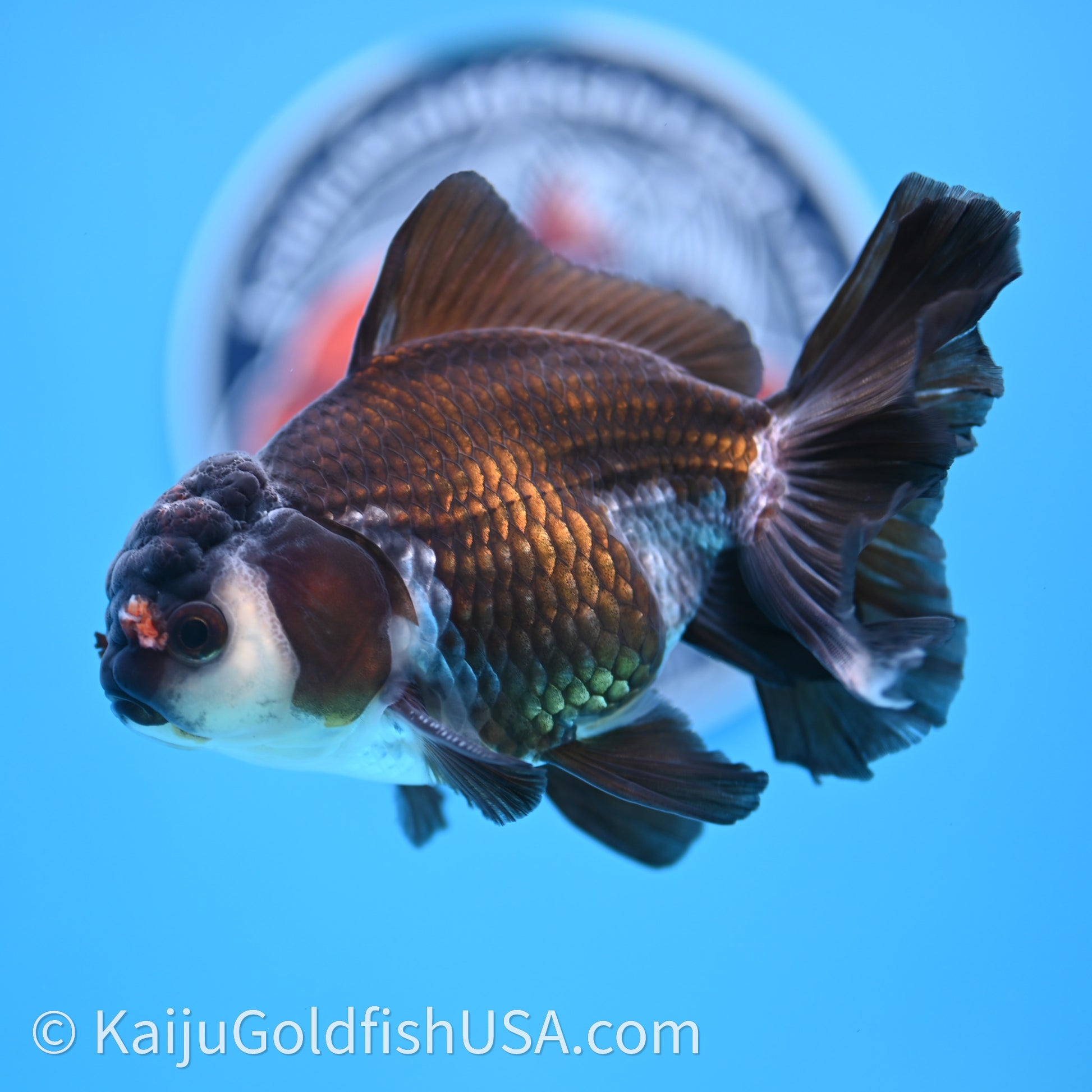 Tricolor Rose Tail Oranda 4in body (240726_OR01) - Kaiju Goldfish USA