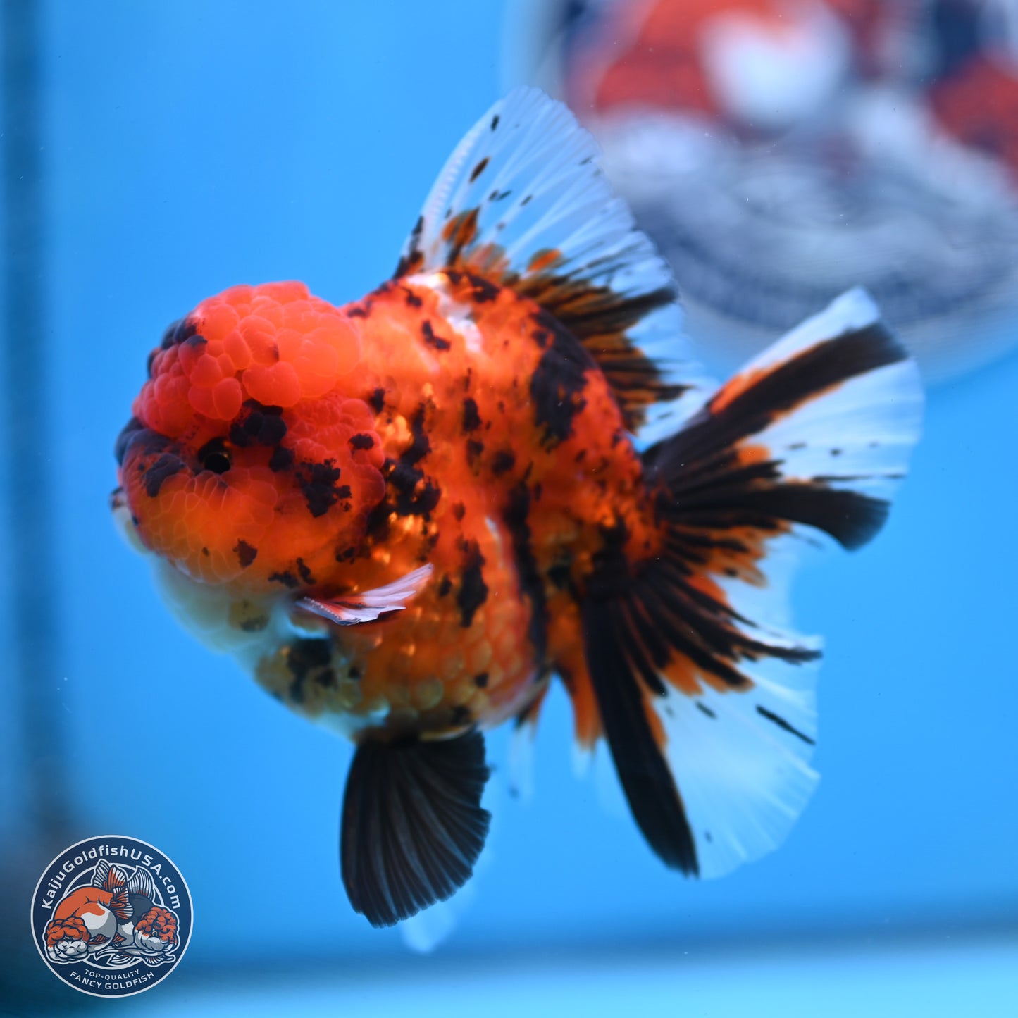 Tiger Rose Tail Oranda 3.5 inches Body - Male (250307_OR01)