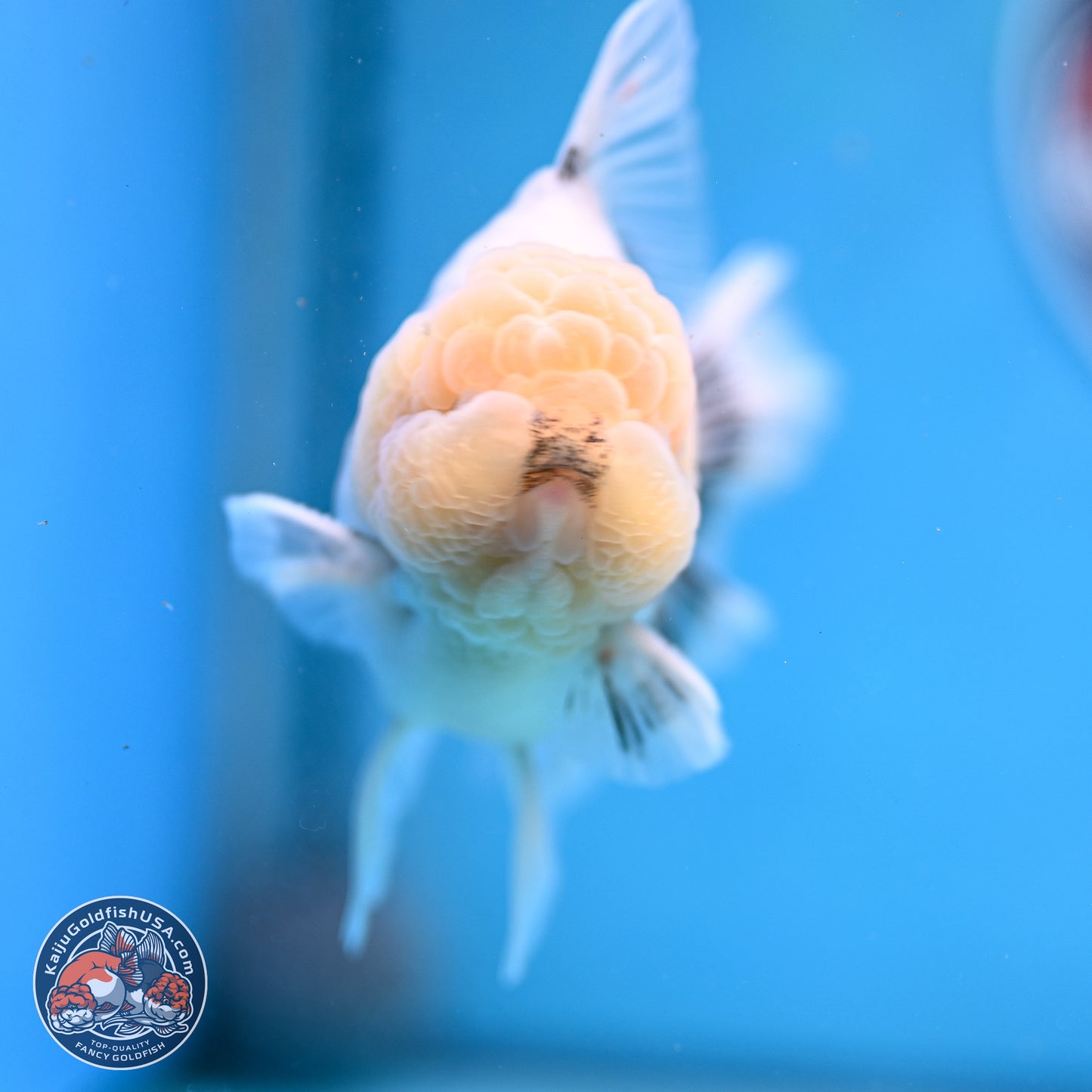 Tricolor Sakura Rose Tail Oranda 5 inches -Male (241129_OR01) - Kaiju Goldfish USA