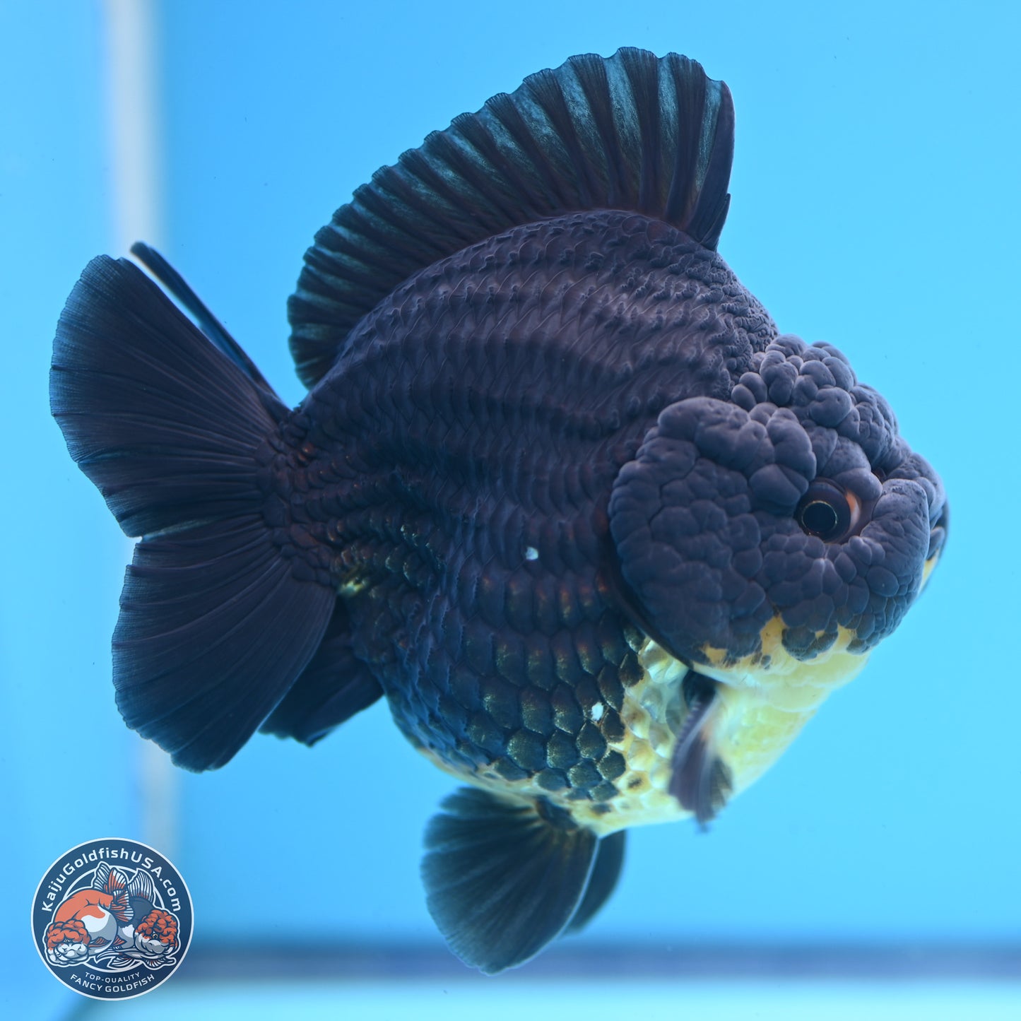 Kirin YuanBao Oranda 3.5 inches Body - Male (241227_OR01) - Kaiju Goldfish USA