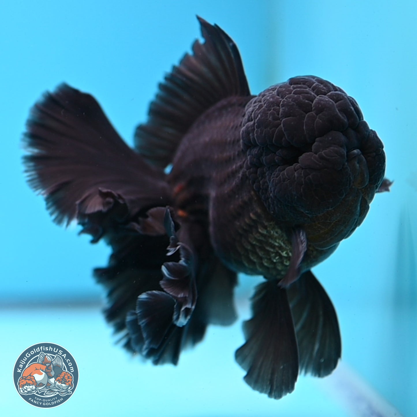 Black Orchid Tail Oranda 3.5 inches Body - Male (250314_OR01)