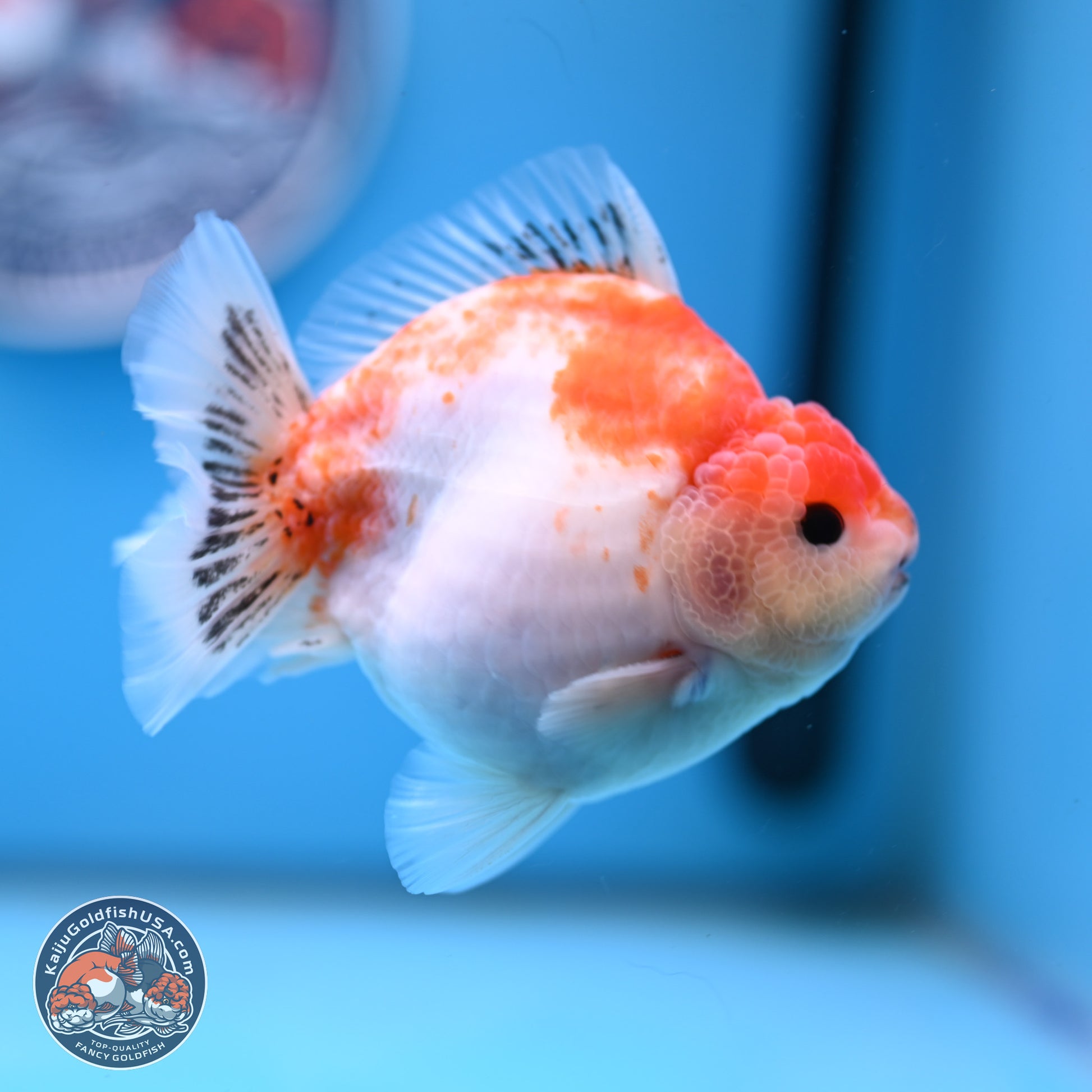 Sakura YuanBao Oranda 4 inches (241101_OR01) - Kaiju Goldfish USA