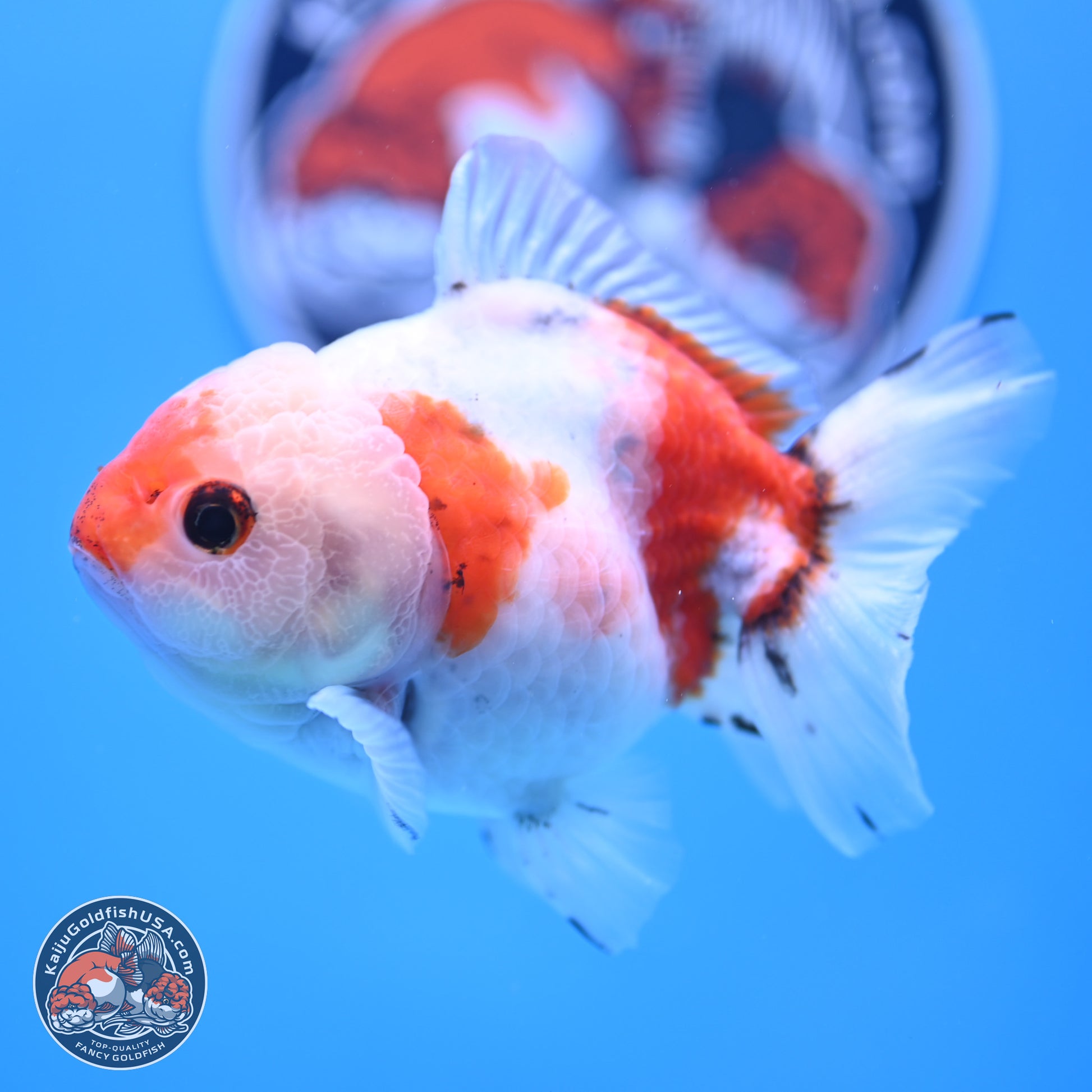 Tricolor Sakura Oranda 4 inches Body - Male (250117_OR01) - Kaiju Goldfish USA