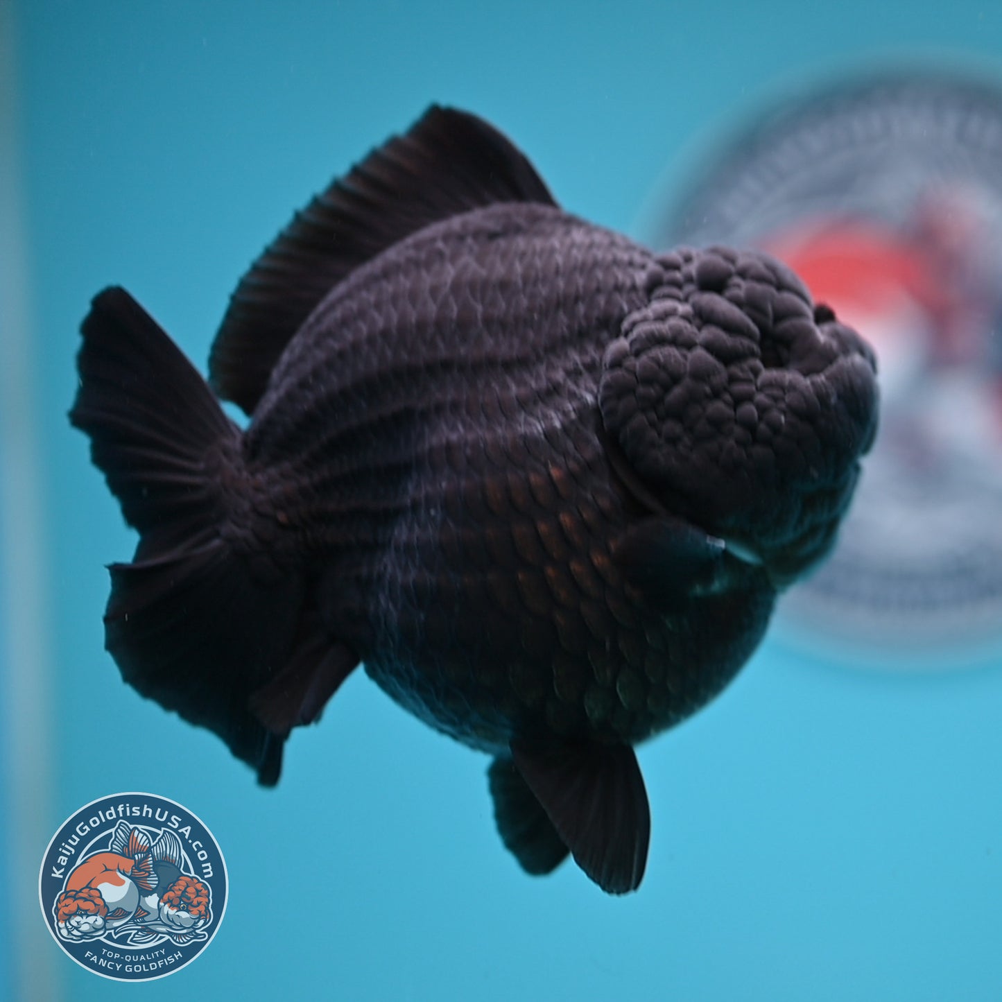 Show Grade - Jet Black Oranda 4 inches Body (250530_OR01)
