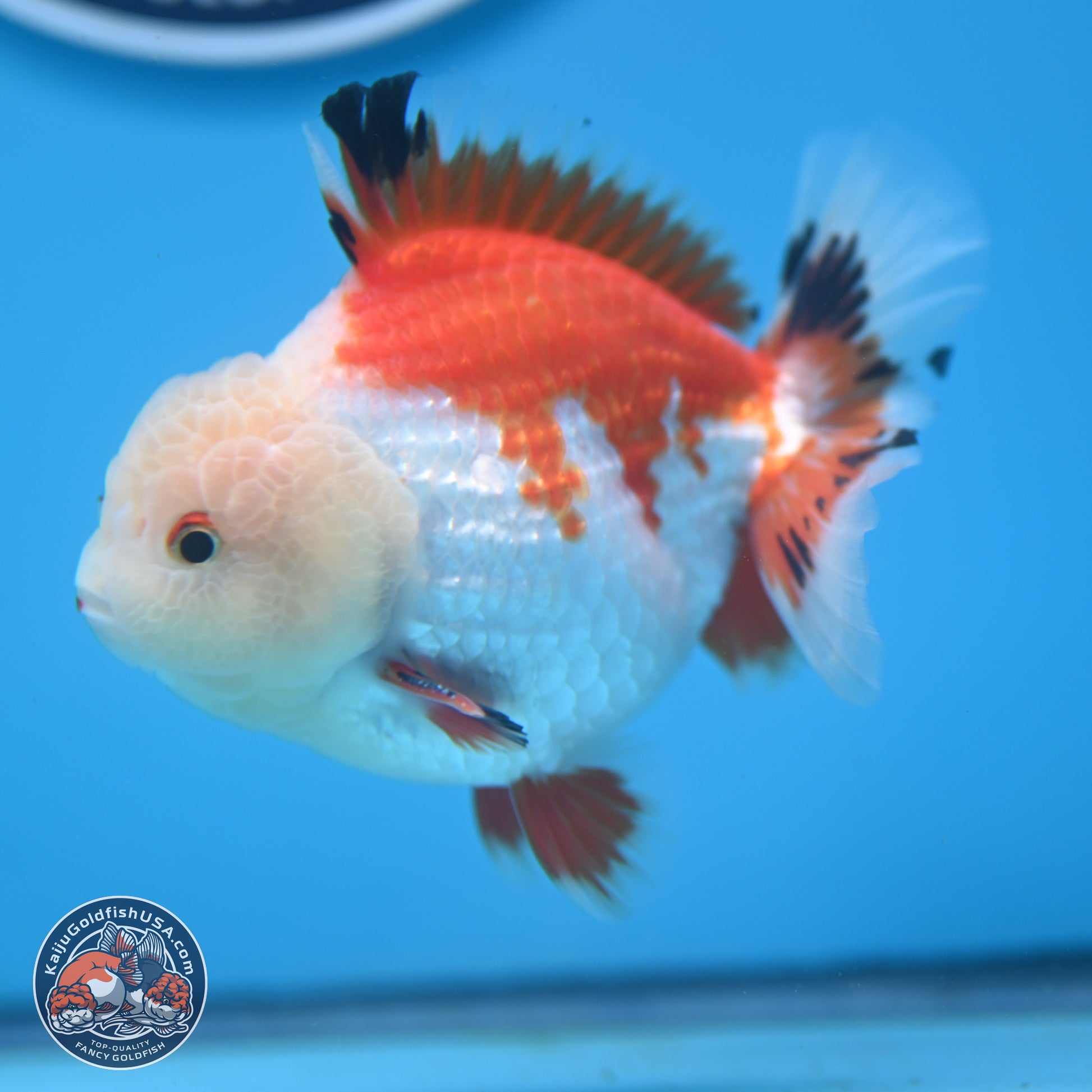 Tricolor YuanBao Oranda 4 inches - Male (241206_OR01) - Kaiju Goldfish USA