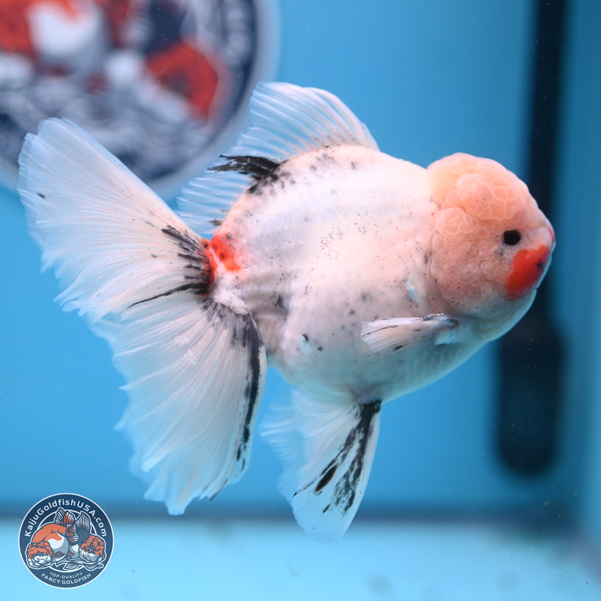 Calico Rose Tail Oranda 6 inches - Male (241122_OR01) - Kaiju Goldfish USA