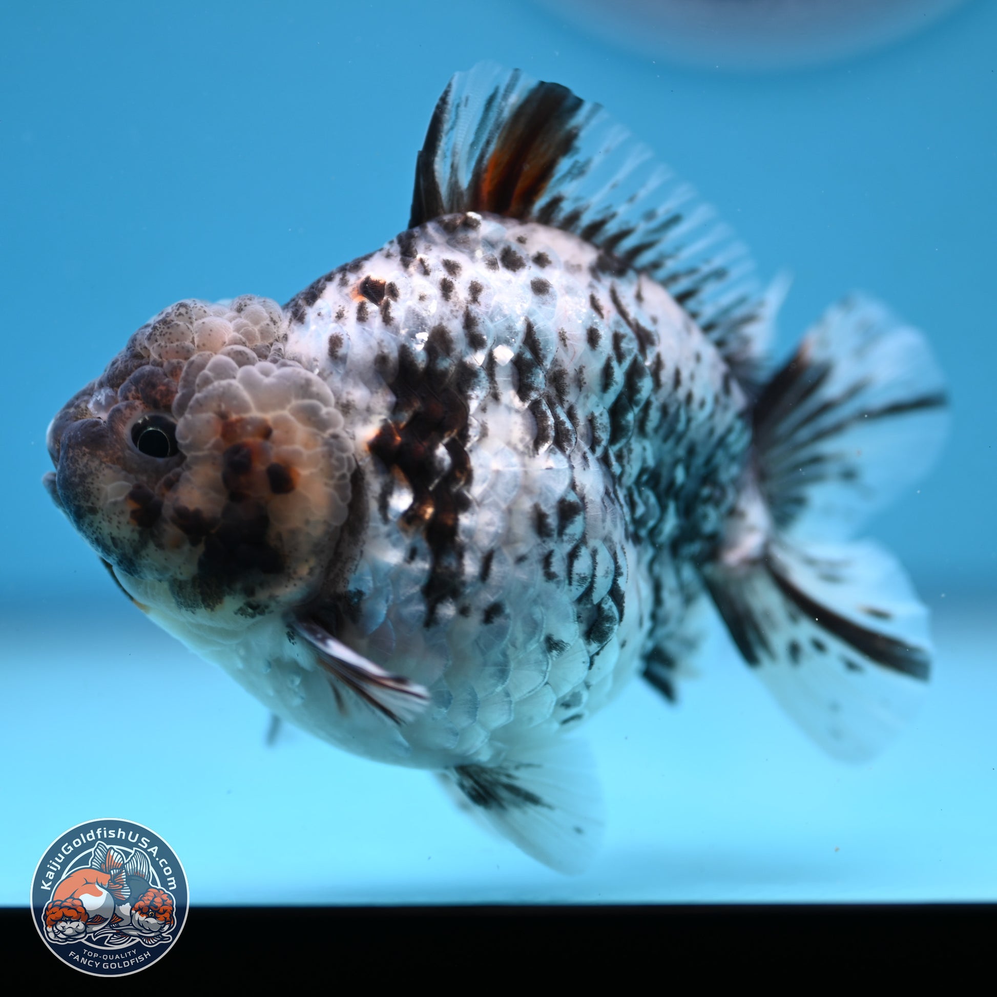 Blue Based Tiger YuanBao Oranda 3.7-4.5 inches (240920_OR01) - Kaiju Goldfish USA