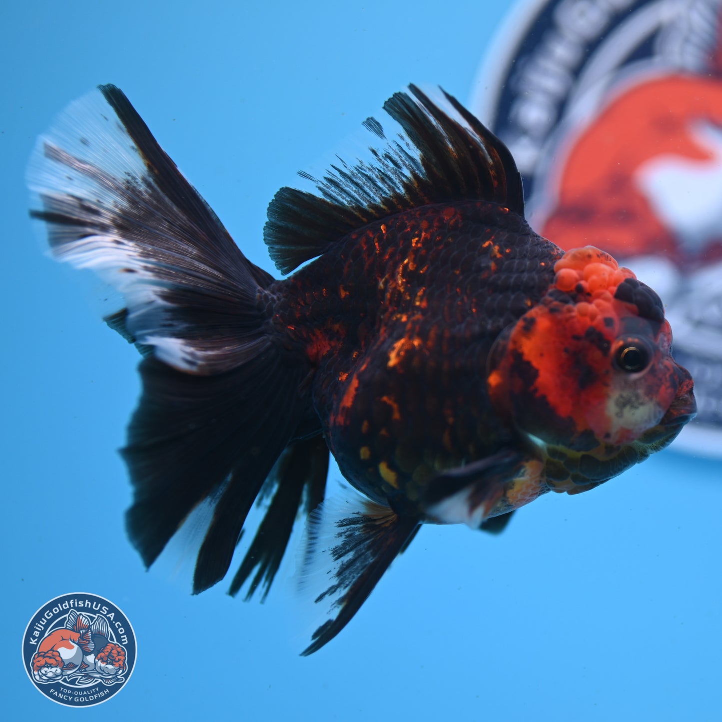 Tiger Rose Tail Oranda 3.5in Body (240830_OR01) - Kaiju Goldfish USA