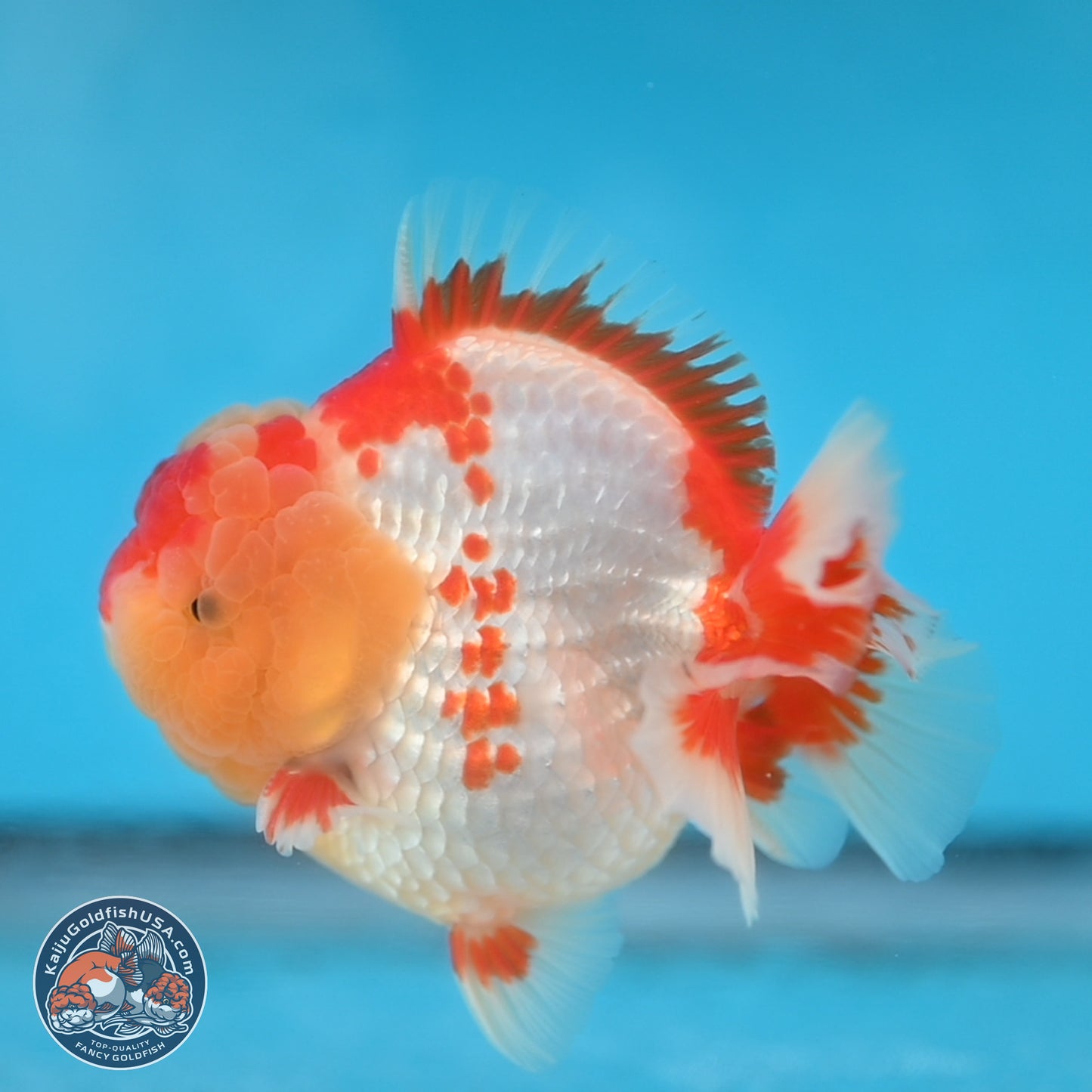 Red White YuanBao Oranda 3.8 inches Body - Male (250131_OR01)