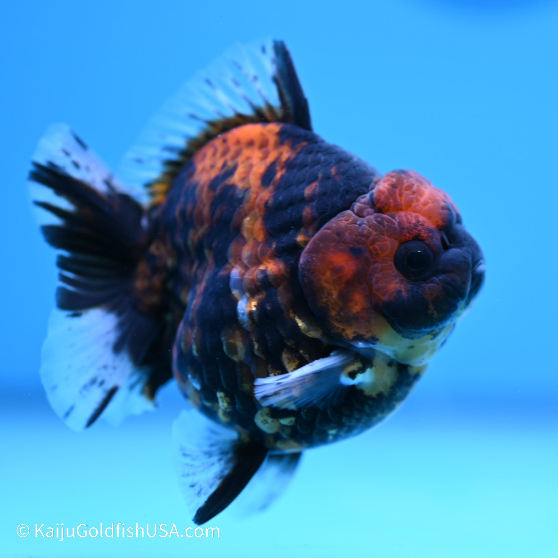 Tiger YuanBao Oranda 4 inches (240517_OR01) - Kaiju Goldfish USA