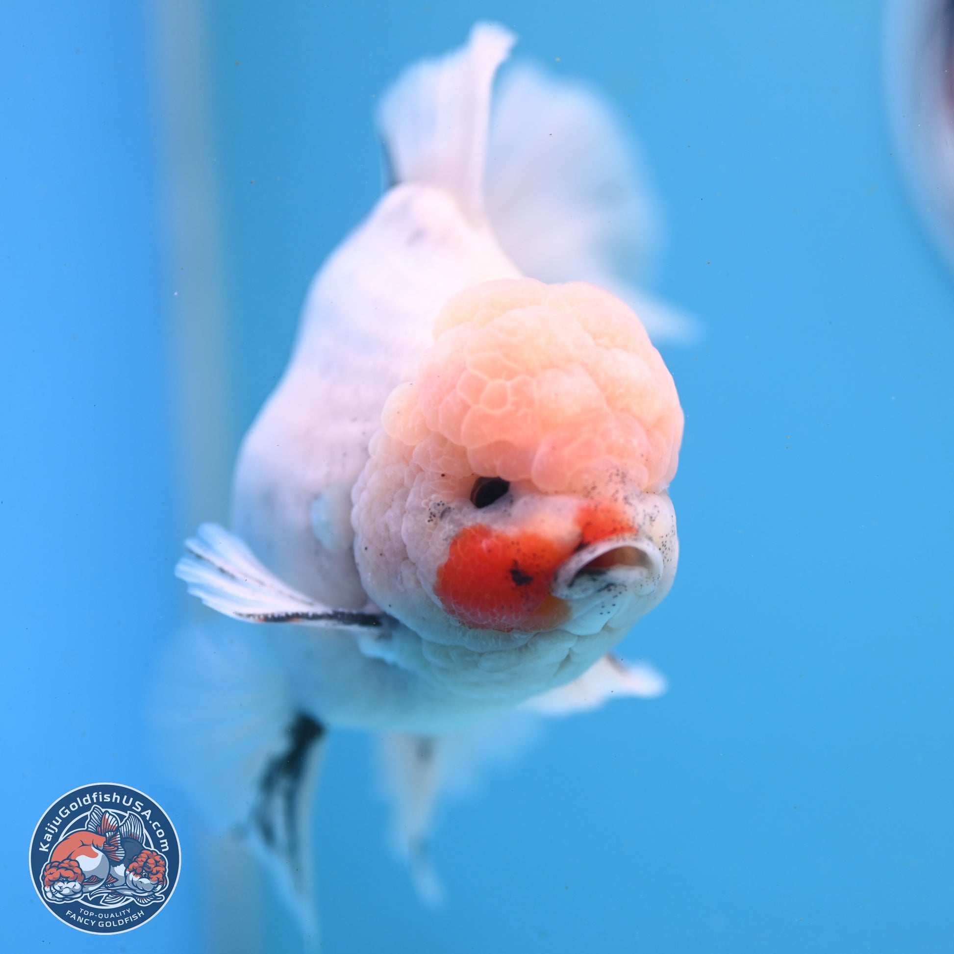 Calico Rose Tail Oranda 6 inches - Male (241122_OR01) - Kaiju Goldfish USA