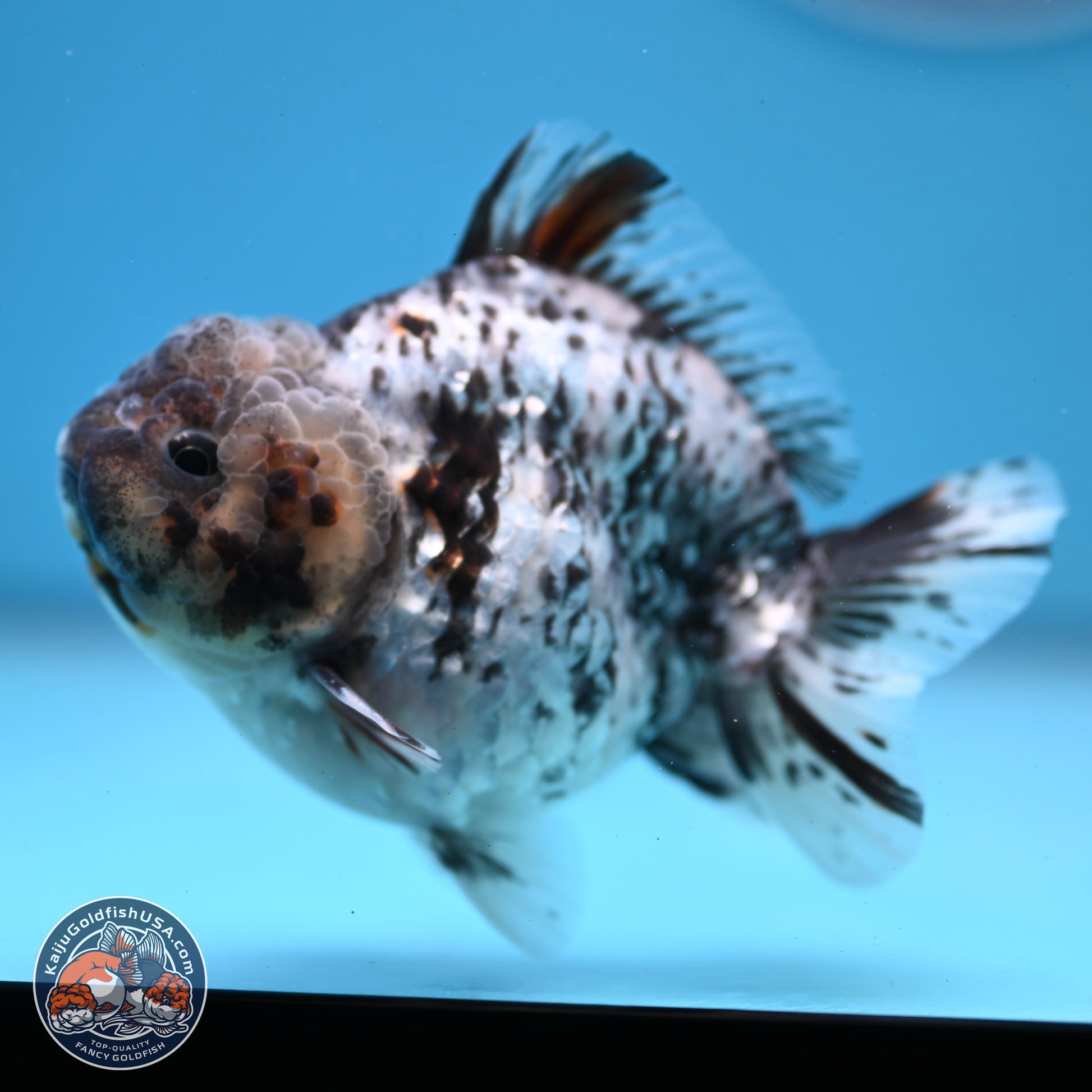 Blue Based Tiger YuanBao Oranda 3.7-4.5 inches (240920_OR01) - Kaiju Goldfish USA