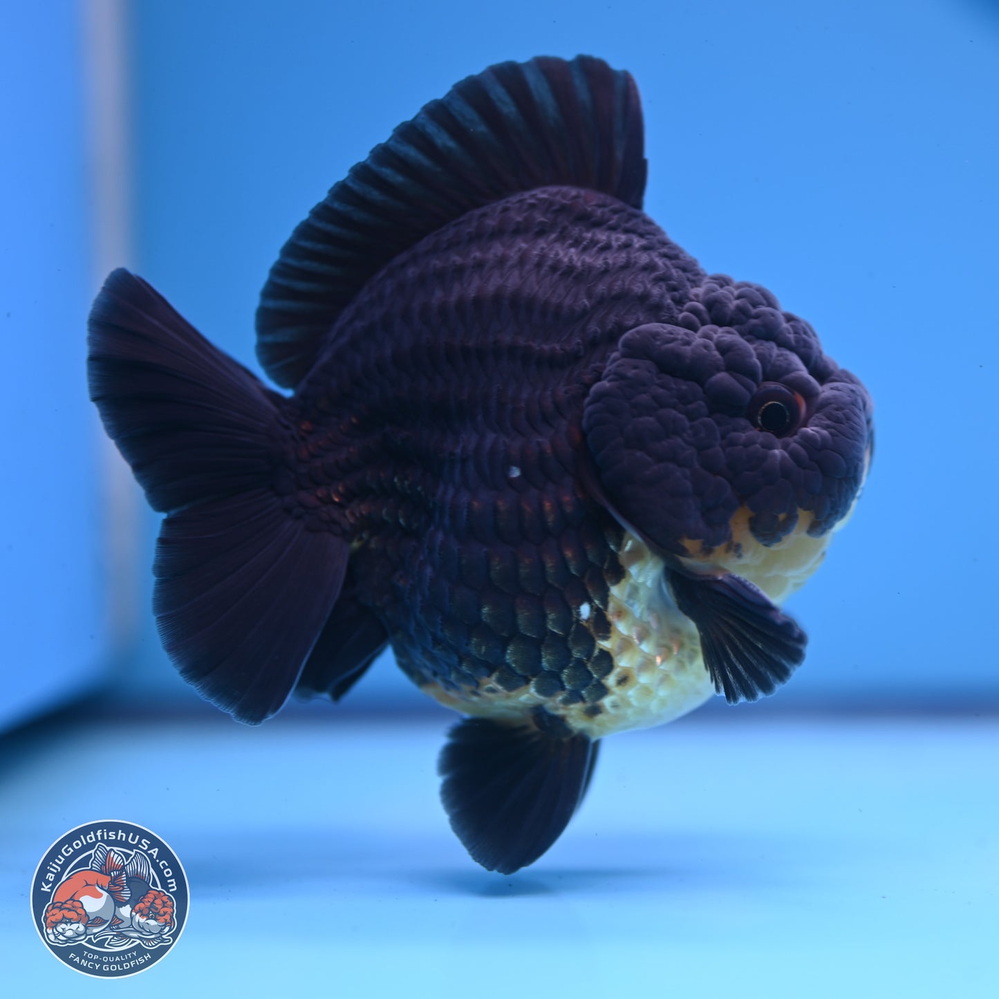 Kirin YuanBao Oranda 3.5 inches Body - Male (241227_OR01) - Kaiju Goldfish USA