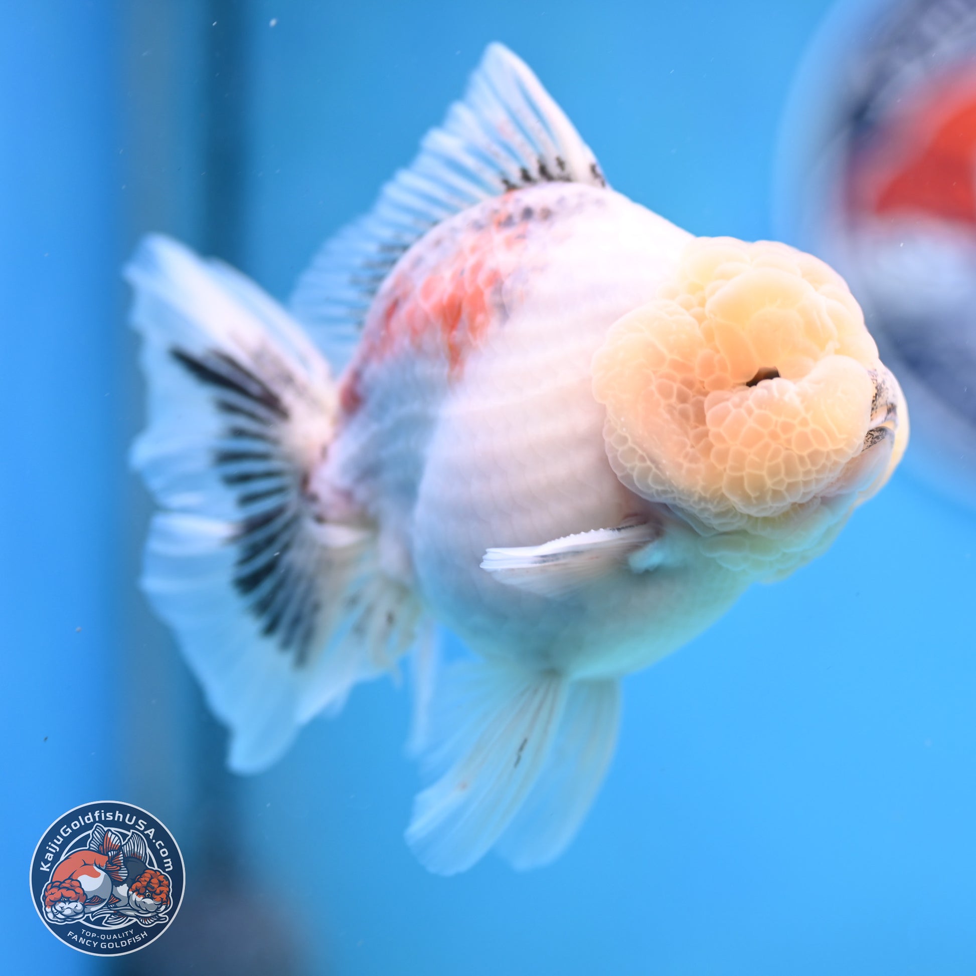 Tricolor Sakura Rose Tail Oranda 5 inches -Male (241129_OR01) - Kaiju Goldfish USA