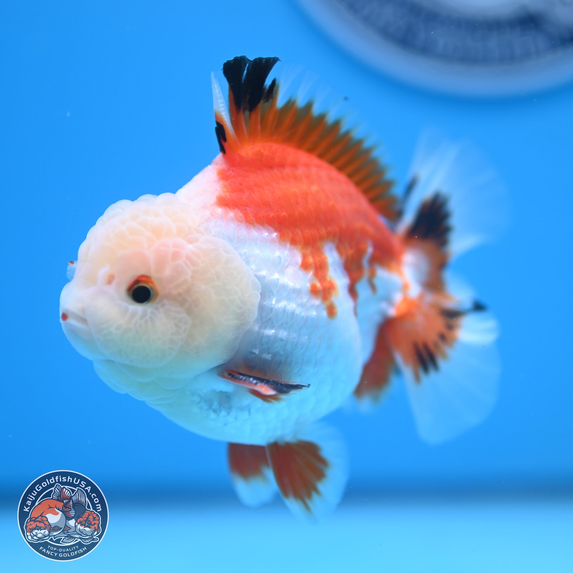 Tricolor YuanBao Oranda 4 inches - Male (241206_OR01) - Kaiju Goldfish USA