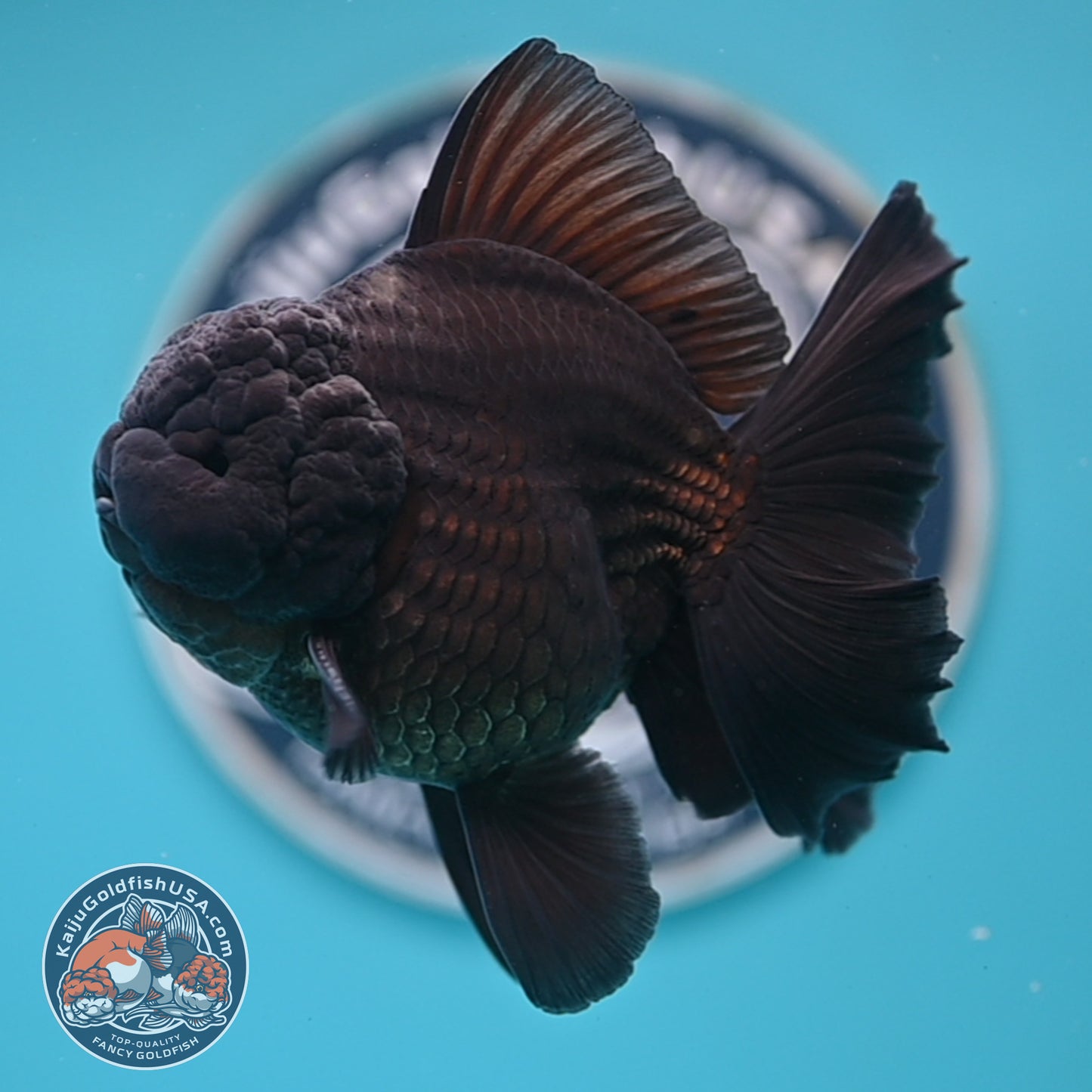Shogun Jet Black Rose Tail Oranda 3.5 inches Body (250606_OR01)
