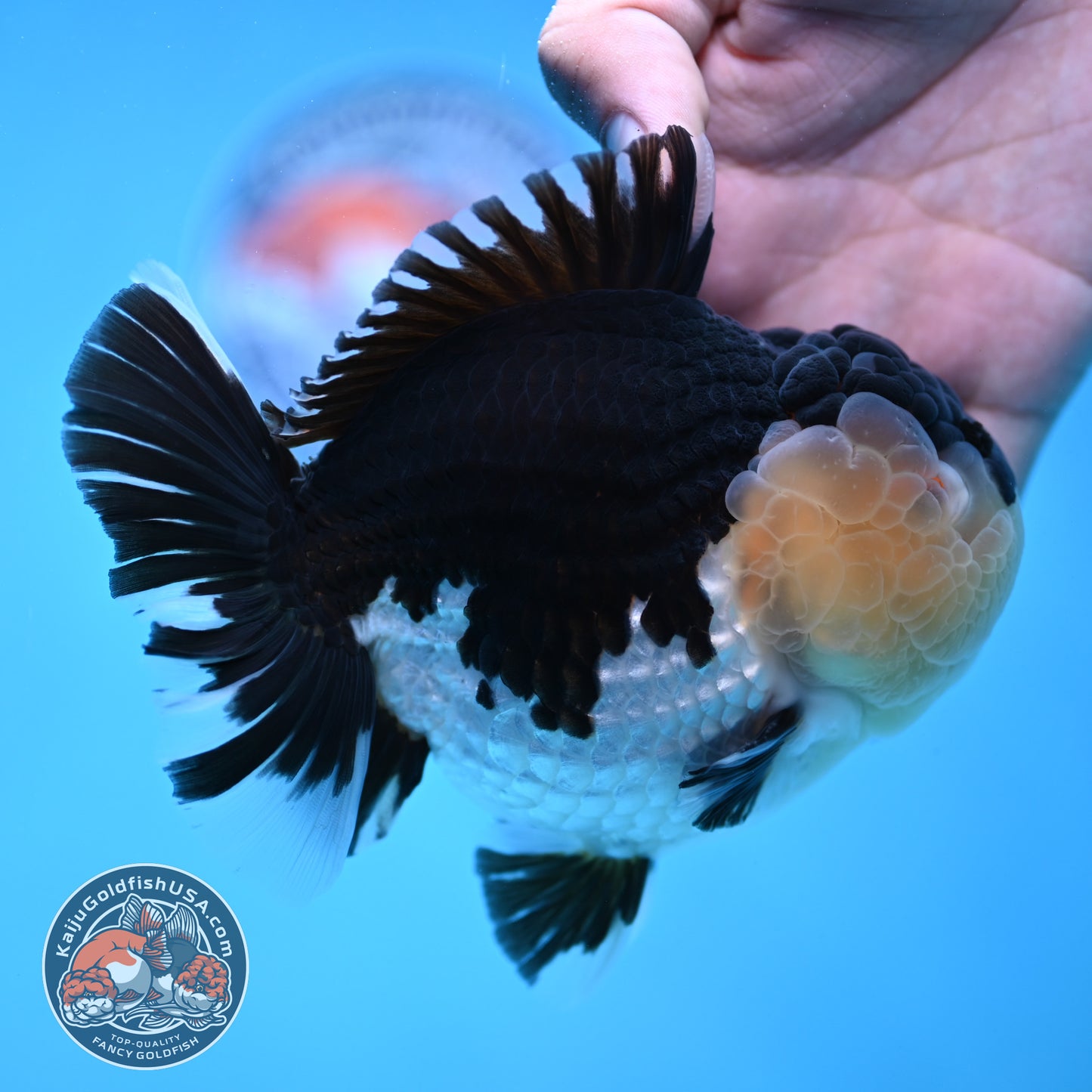 AAA Grade Panda Oranda 4.5 inch Body (250912_OR01)