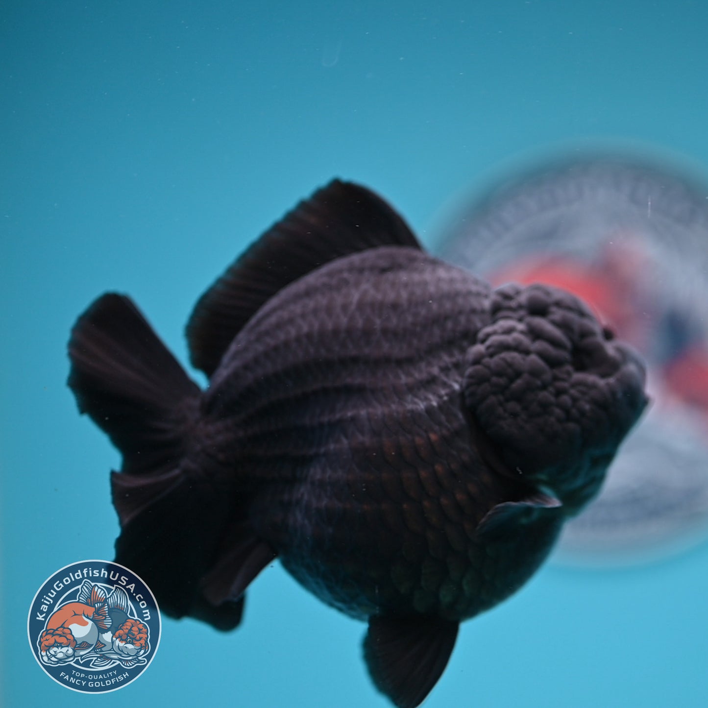 Show Grade - Jet Black Oranda 4 inches Body (250530_OR01)