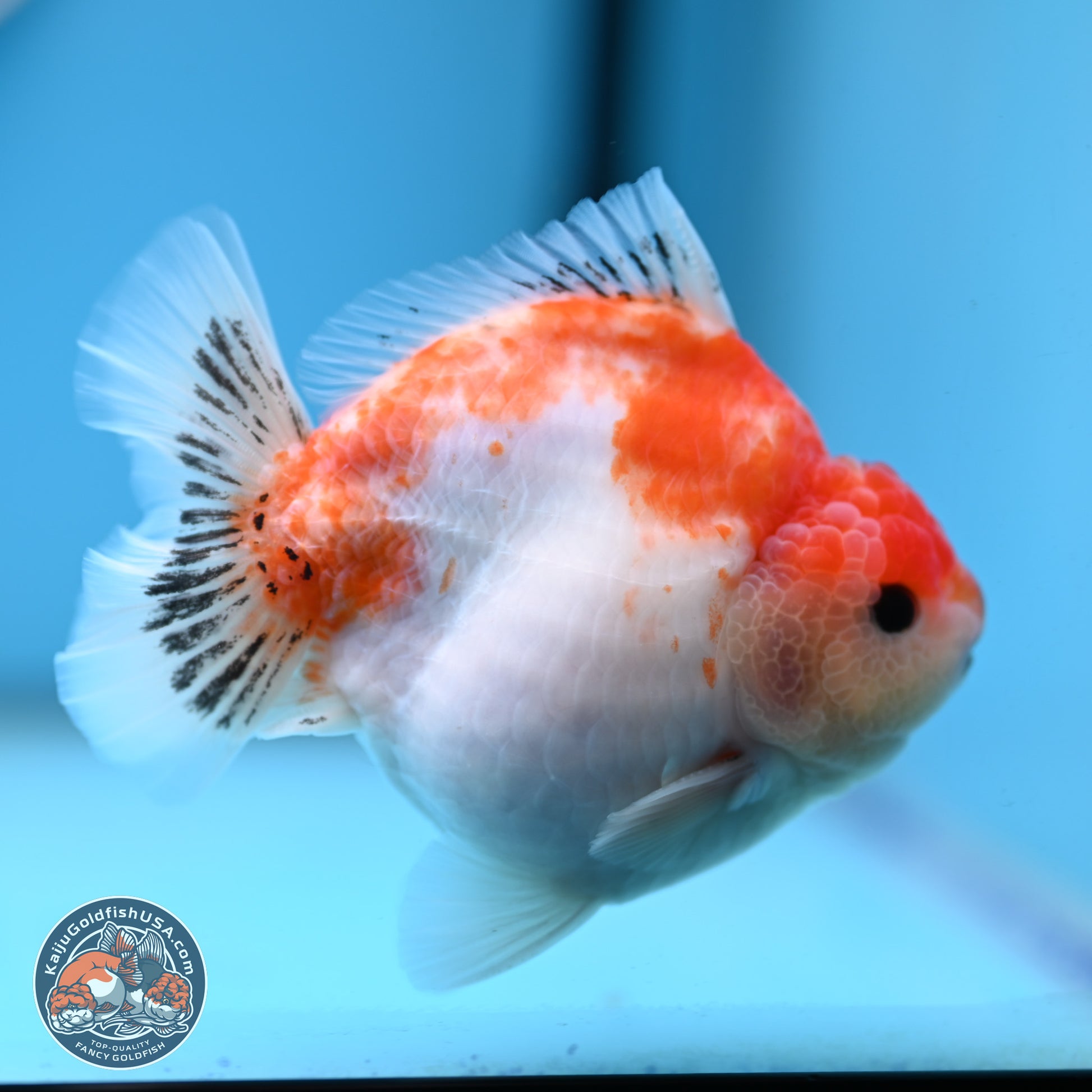 Sakura YuanBao Oranda 4 inches (241101_OR01) - Kaiju Goldfish USA