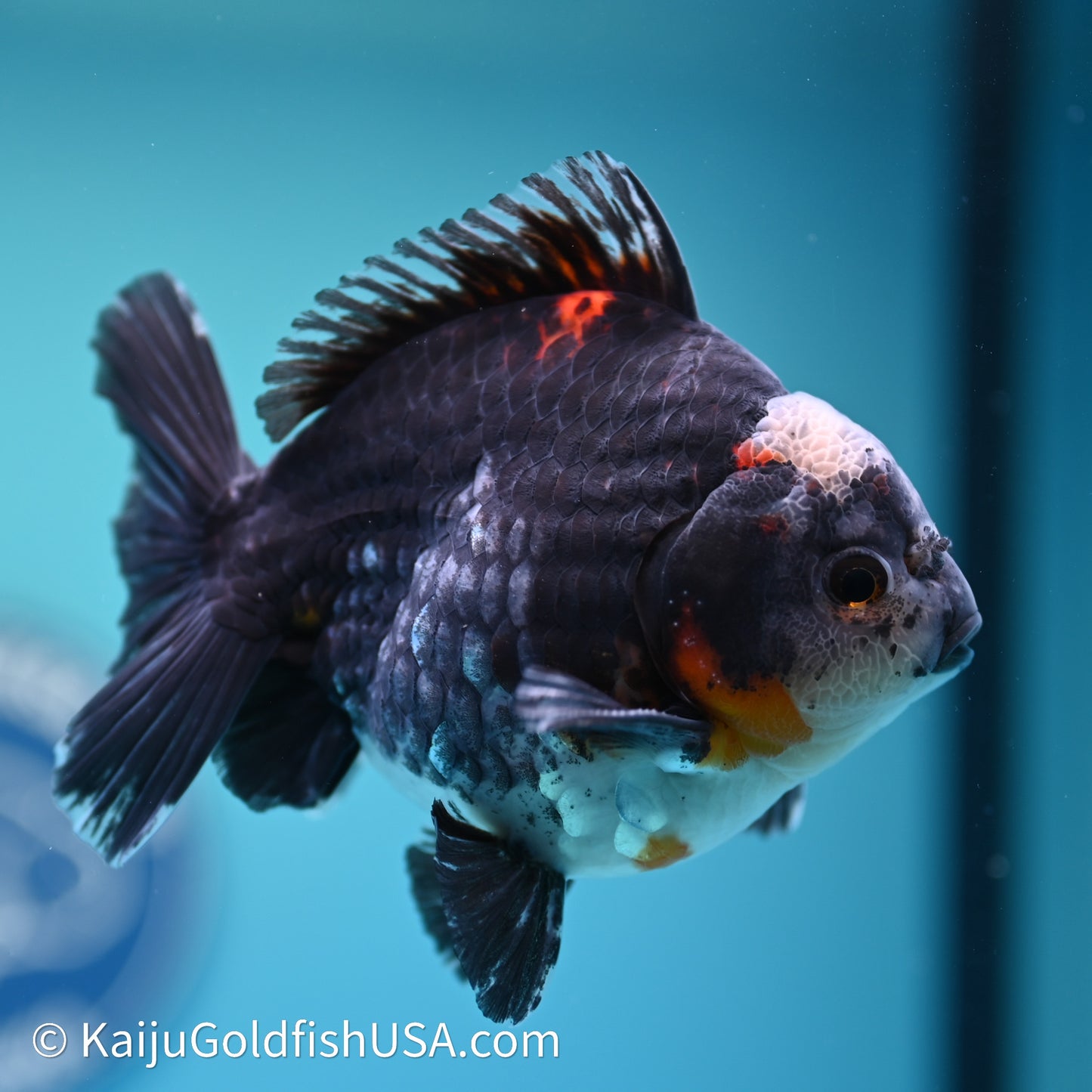 Shogun Godzilla Kirin Oranda 4in Body (240614_OR01) - Kaiju Goldfish USA