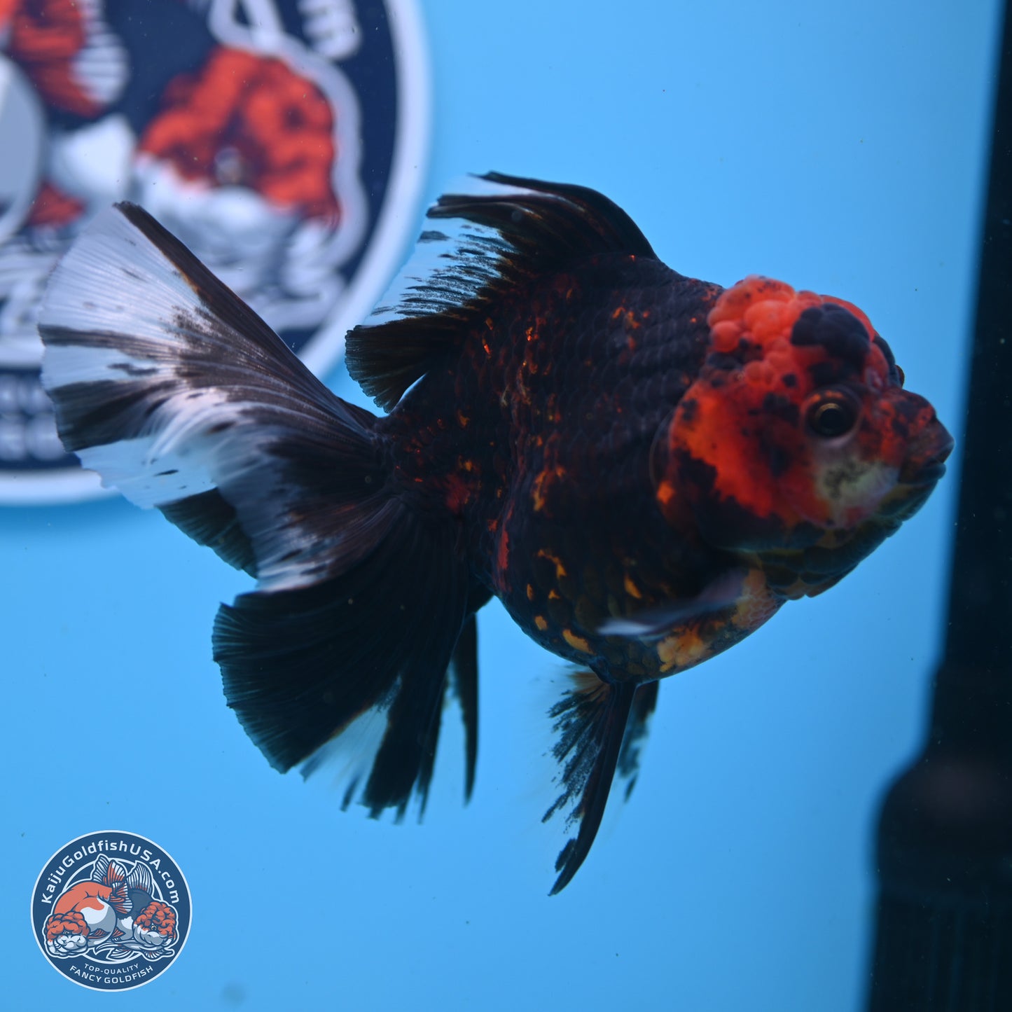 Tiger Rose Tail Oranda 3.5in Body (240830_OR01) - Kaiju Goldfish USA