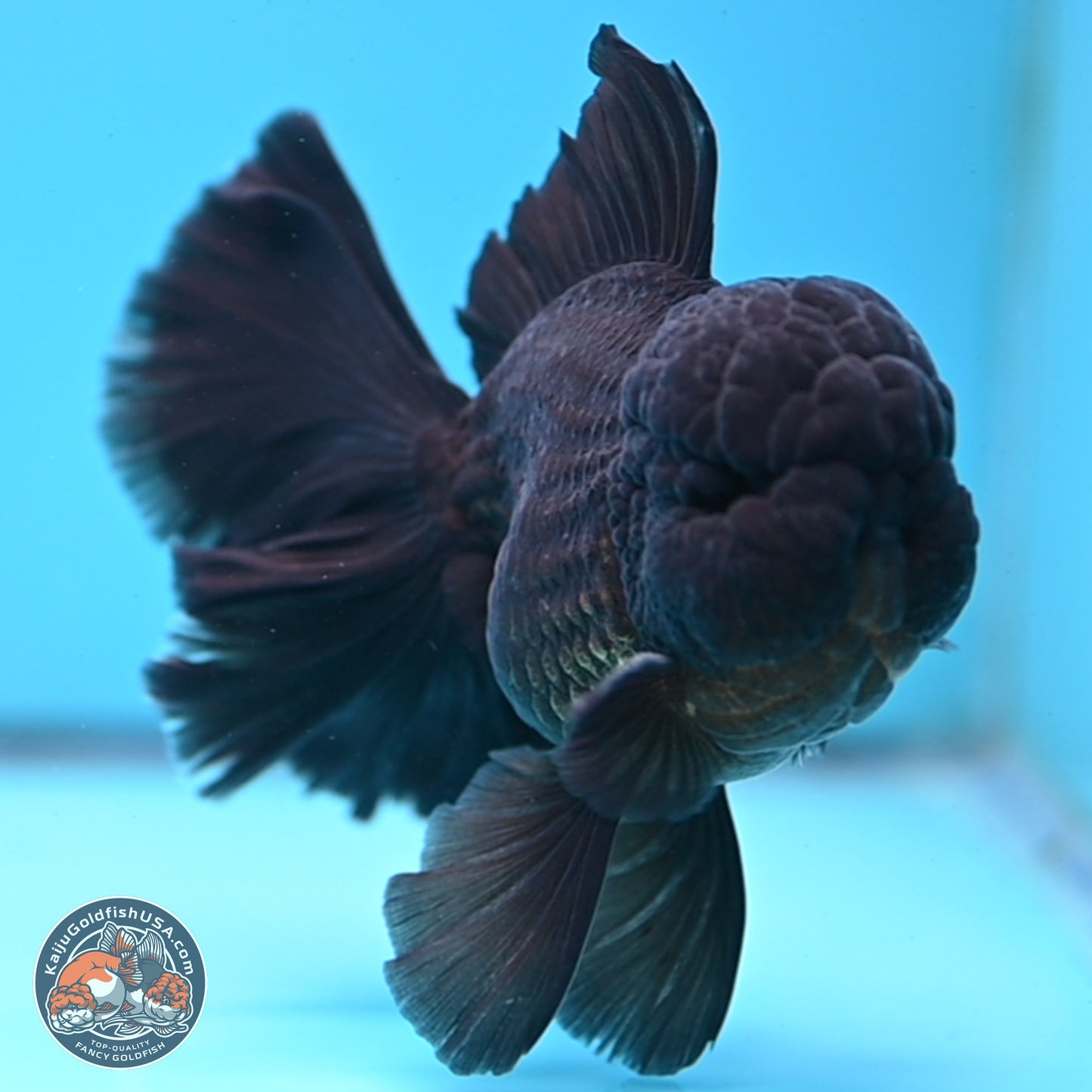 Black Orchid Tail Oranda 3.5 inches Body - Male (250314_OR01)