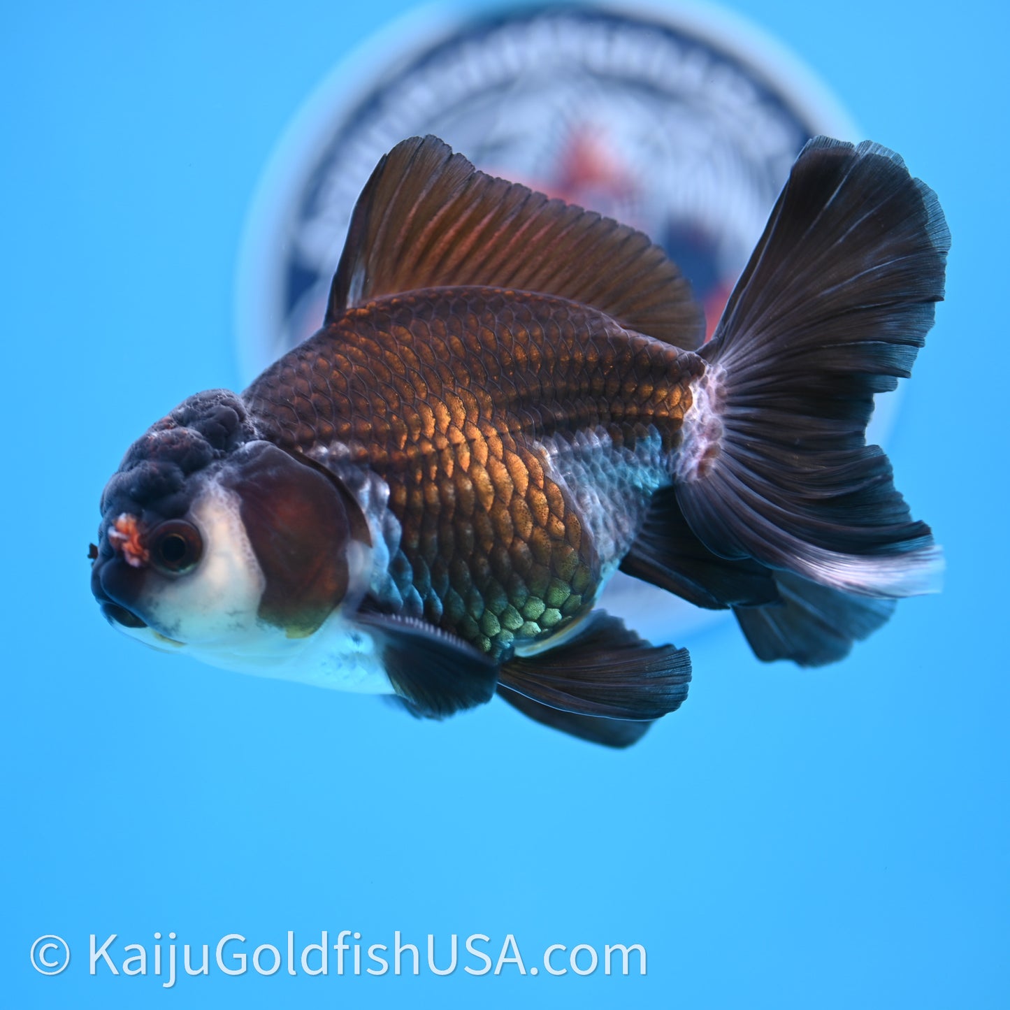 Tricolor Rose Tail Oranda 4in body (240726_OR01) - Kaiju Goldfish USA