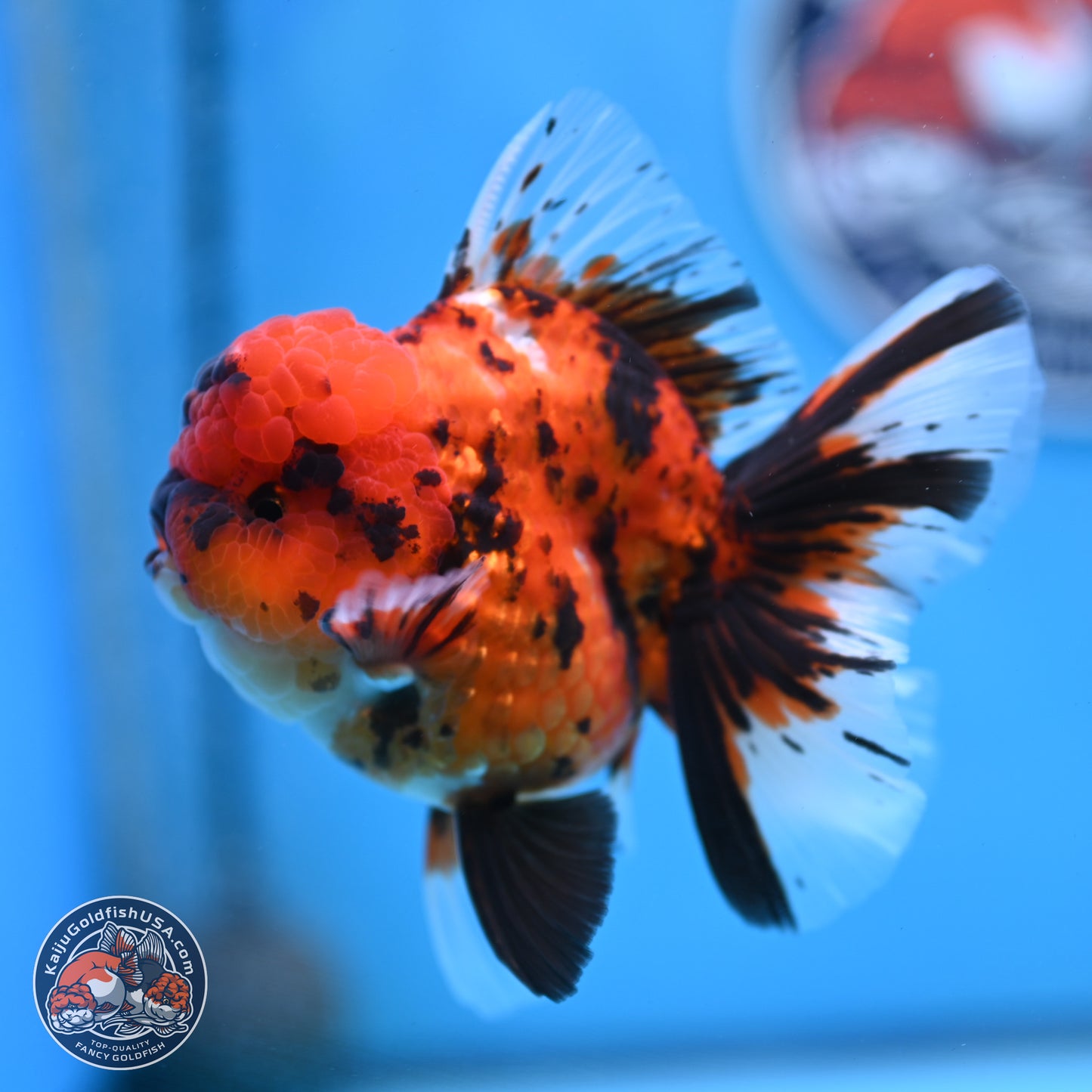Tiger Rose Tail Oranda 3.5 inches Body - Male (250307_OR01)